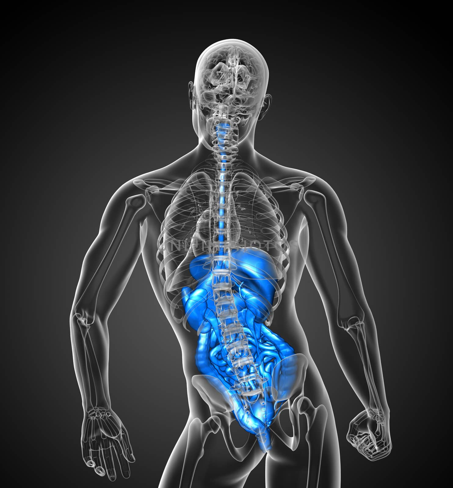 3d render medical illustration of the human digestive system - back view