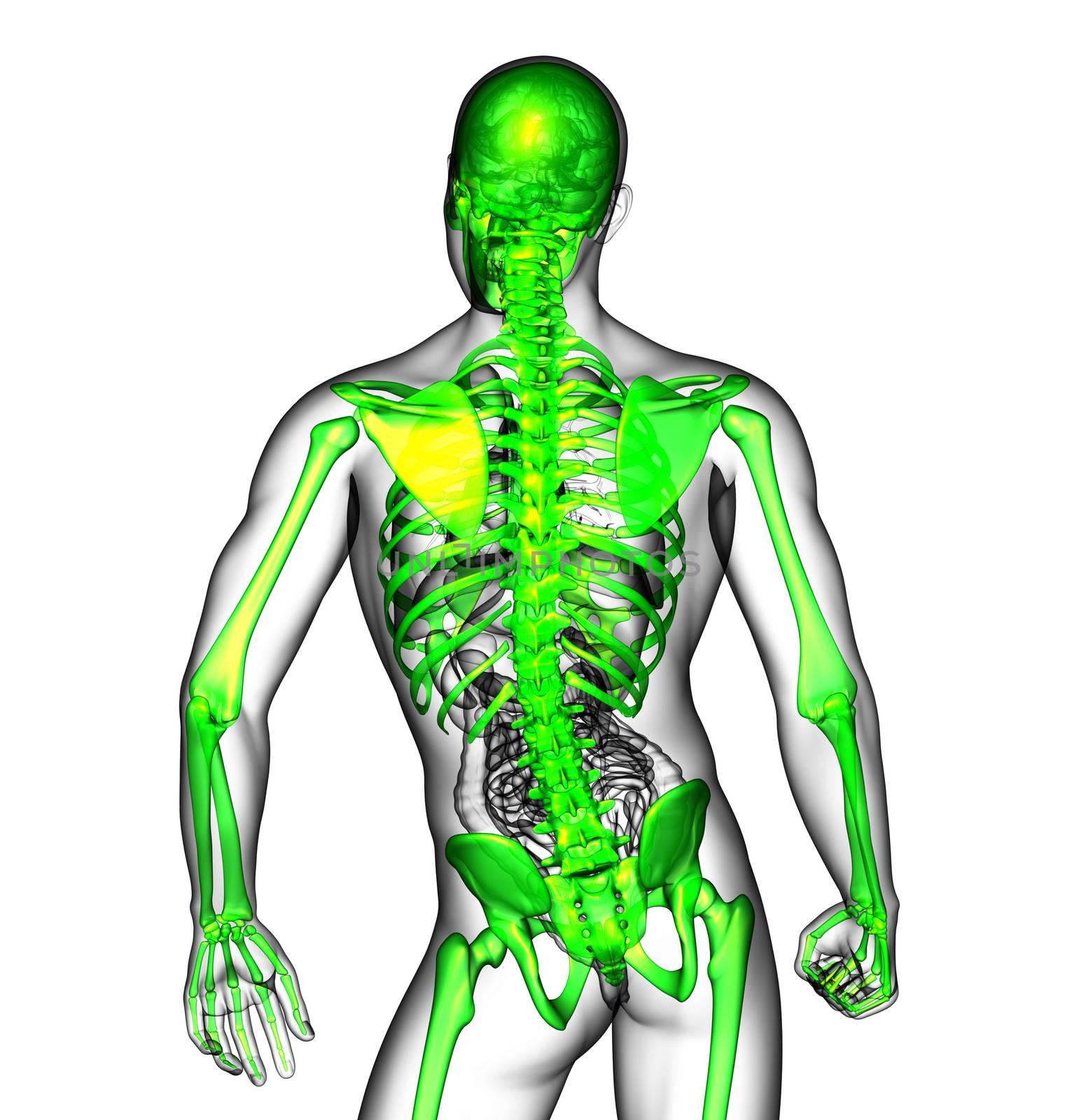 3d render medical illustration of the skeleton - back view