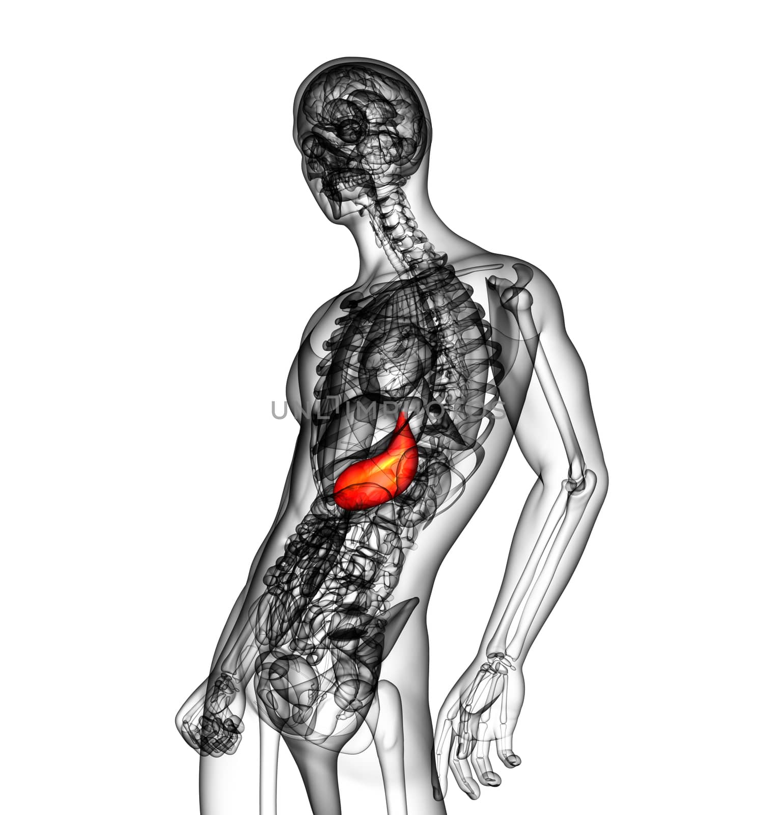 3d render medical illustration of the stomach - side view