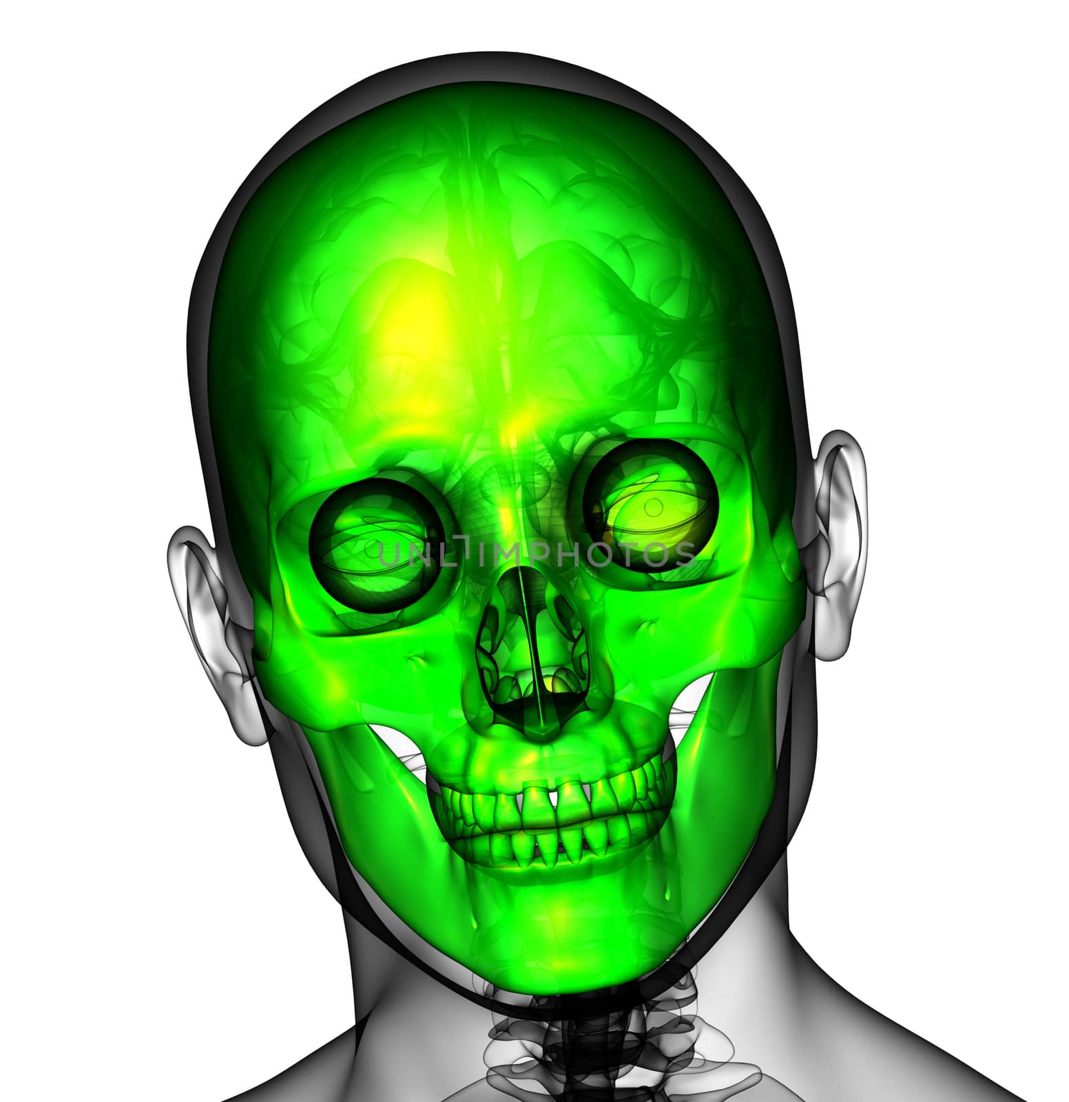 3d render medical illustration of the human skull - front view
