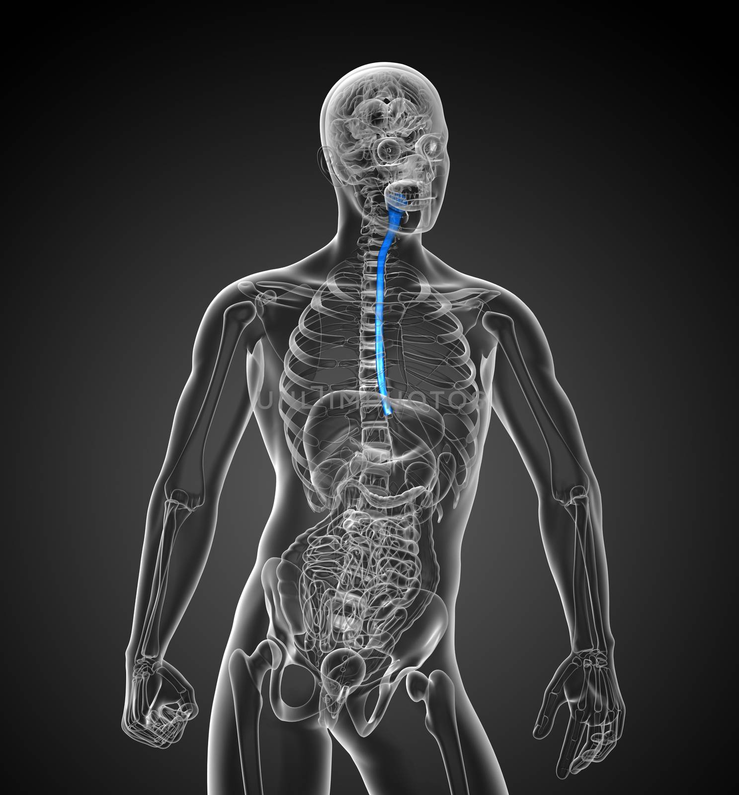 3d rendered illustration of the esophagus - front view