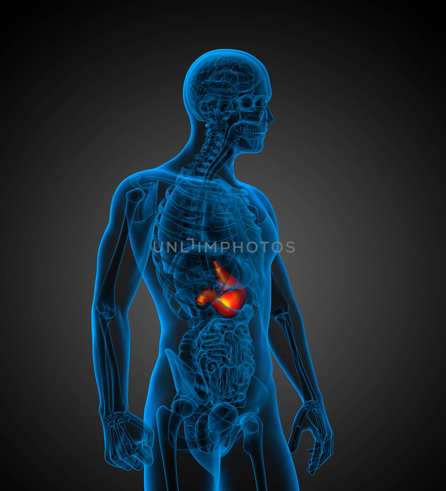 3d render medical illustration of the human stomach - side view