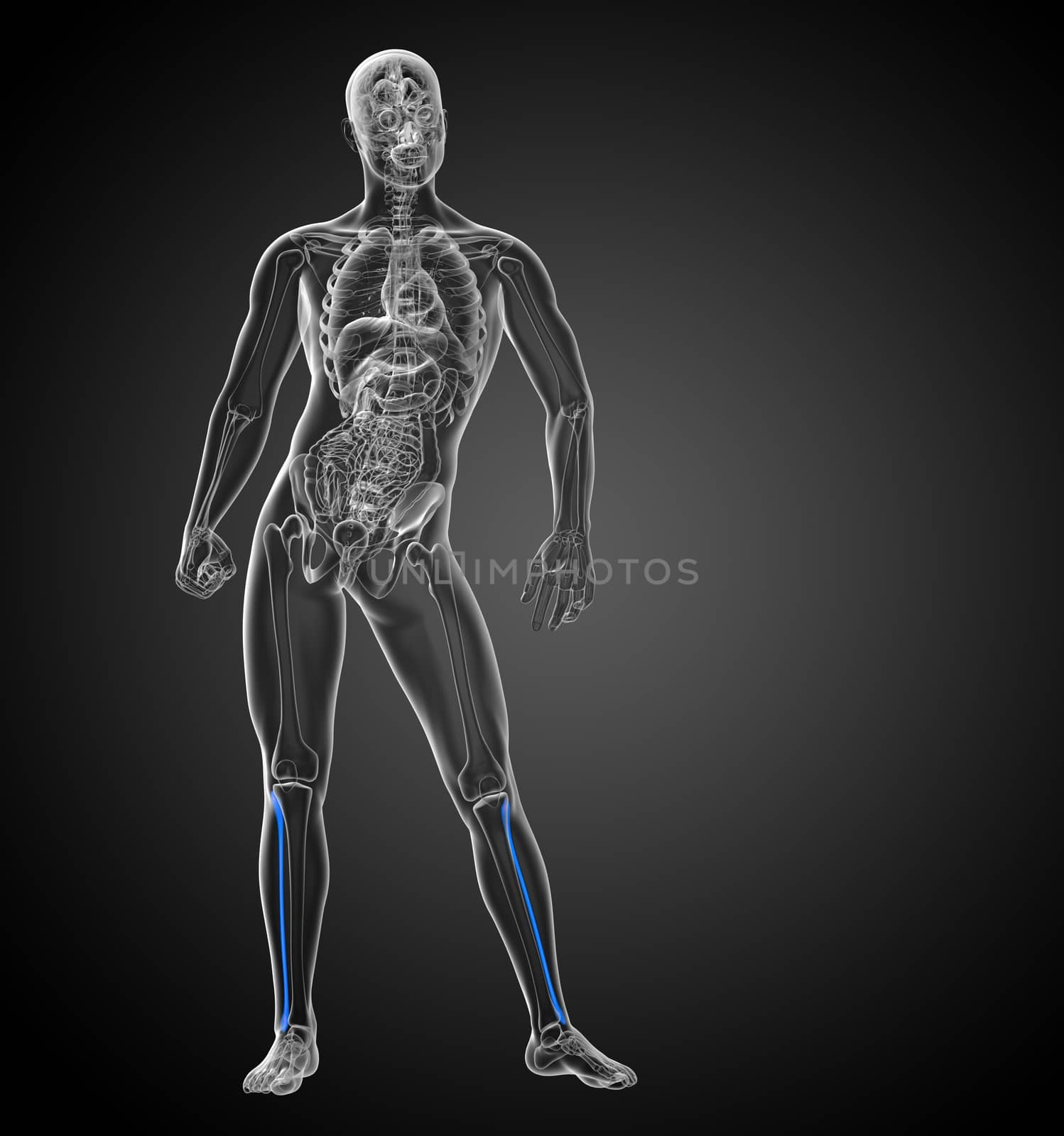 3d render medical 3d illustration of the fibula bone - front view