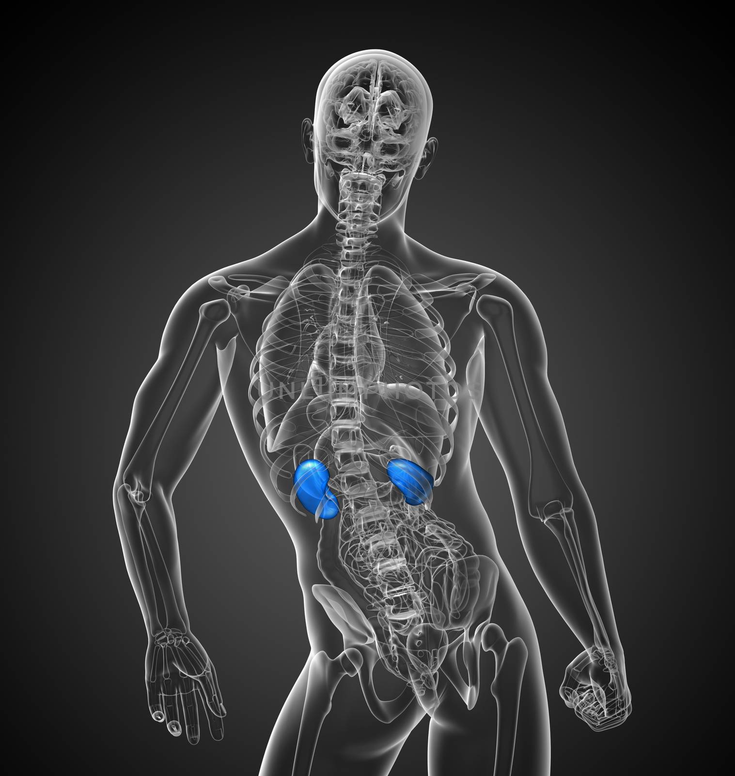 3d render medical illustration of the kidneys - back view