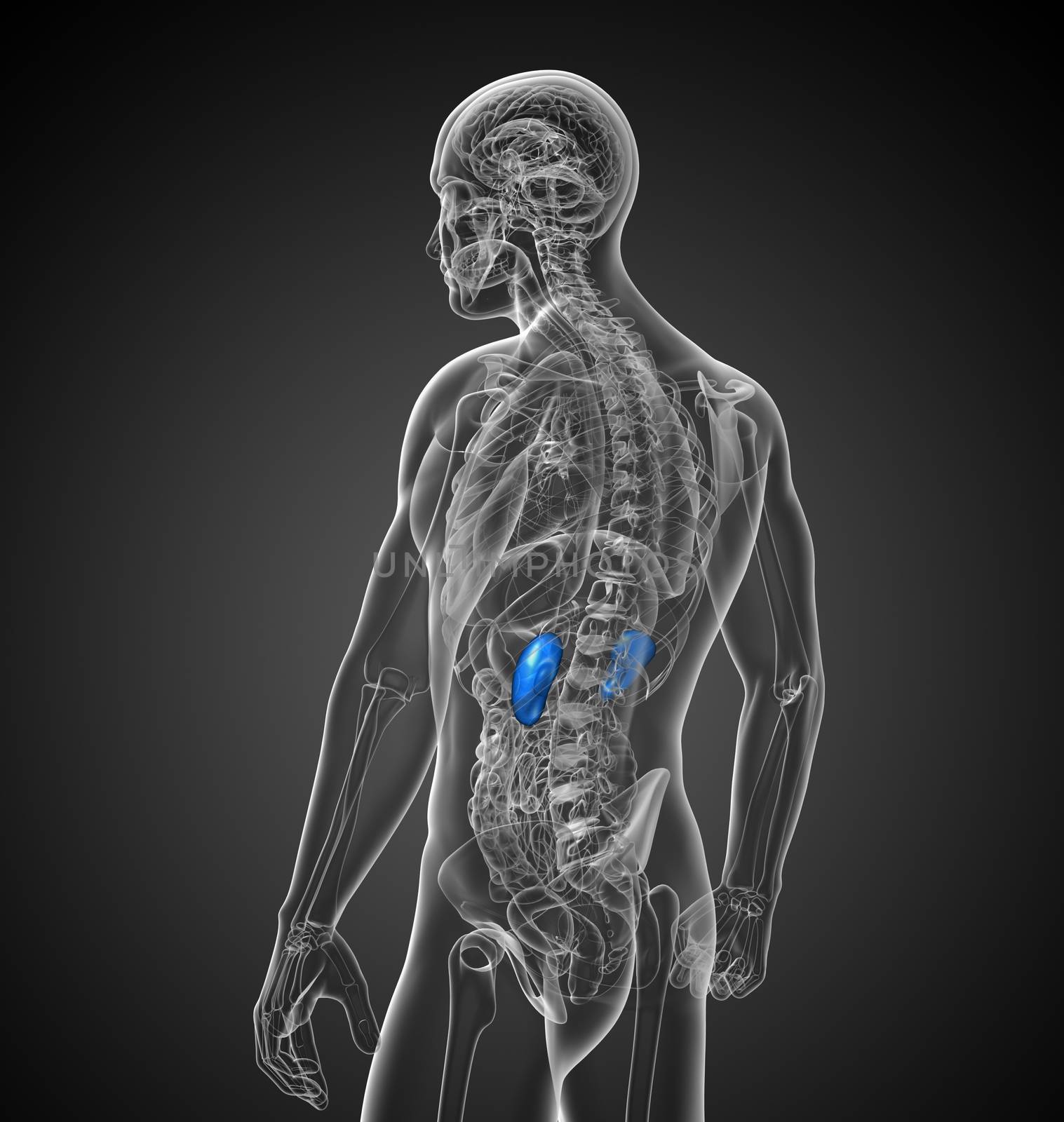 3d render medical illustration of the kidneys - side view