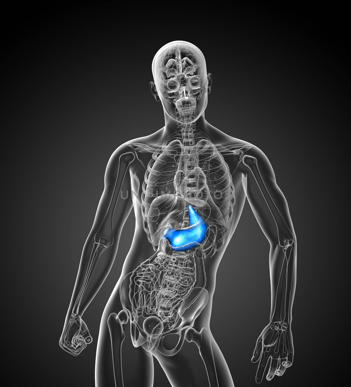 3d render medical illustration of the stomach - front view