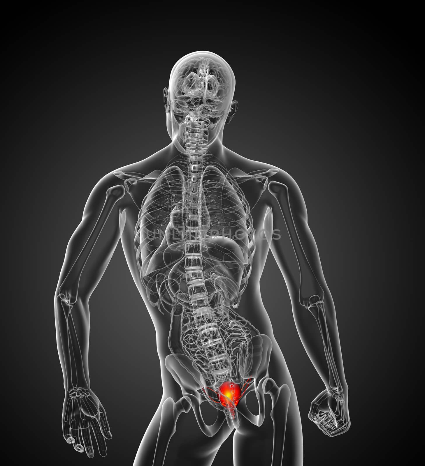 3d render medical illustration of the bladder - back view