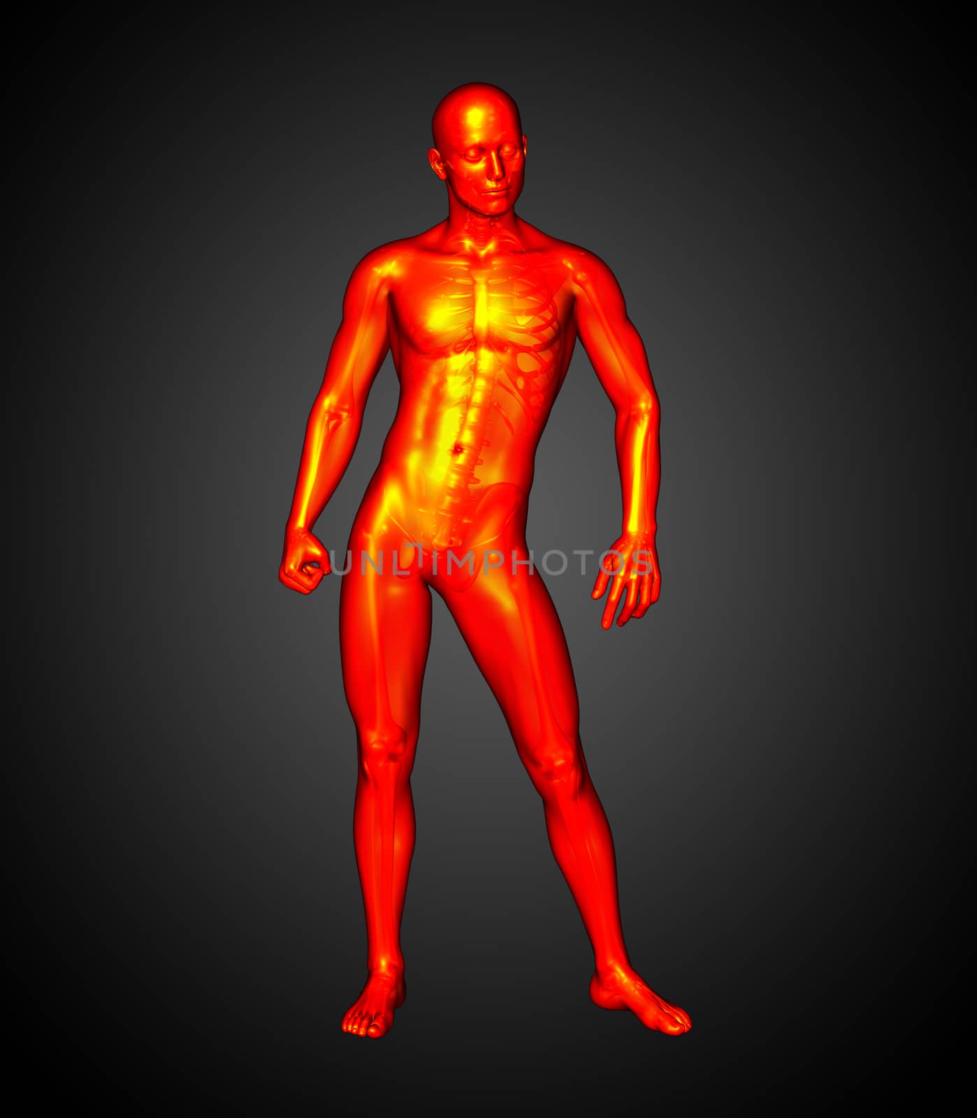 3d render illustration of the human anatomy - front view