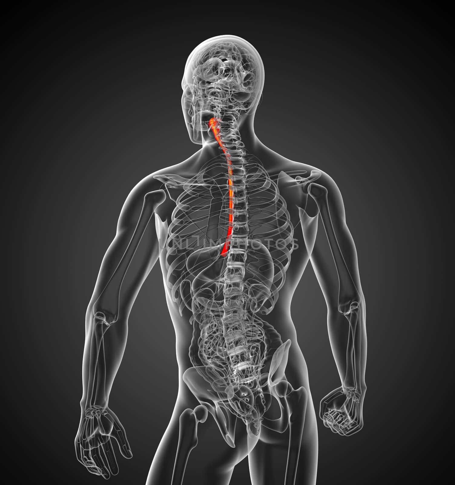 3d rendered illustration of the esophagus - back view