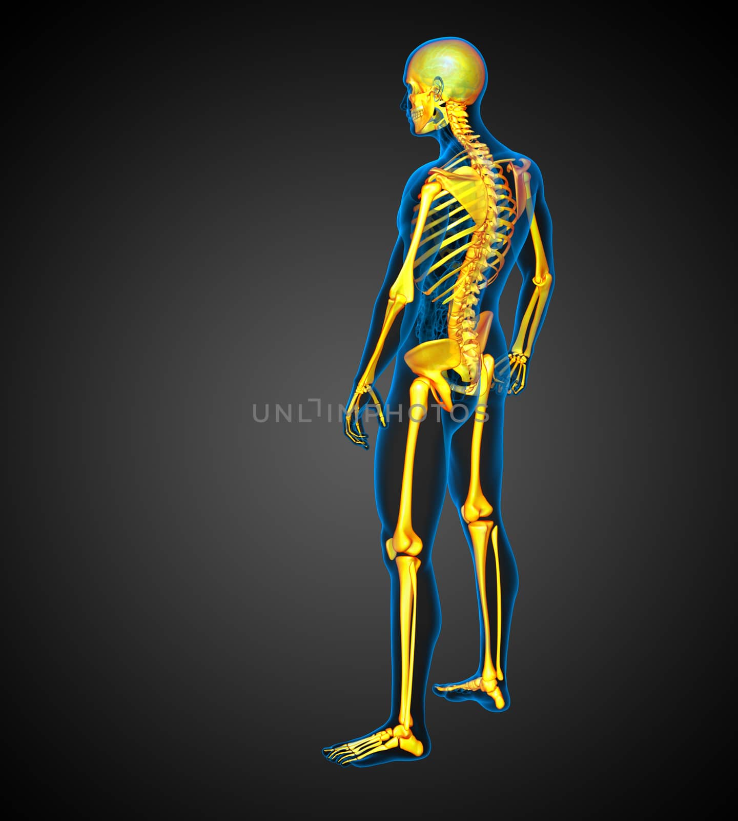 3D medical illustration of the human skeleton - side view