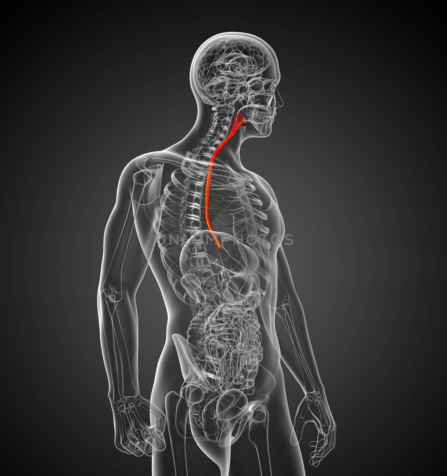 3d rendered illustration of the esophagus - side view