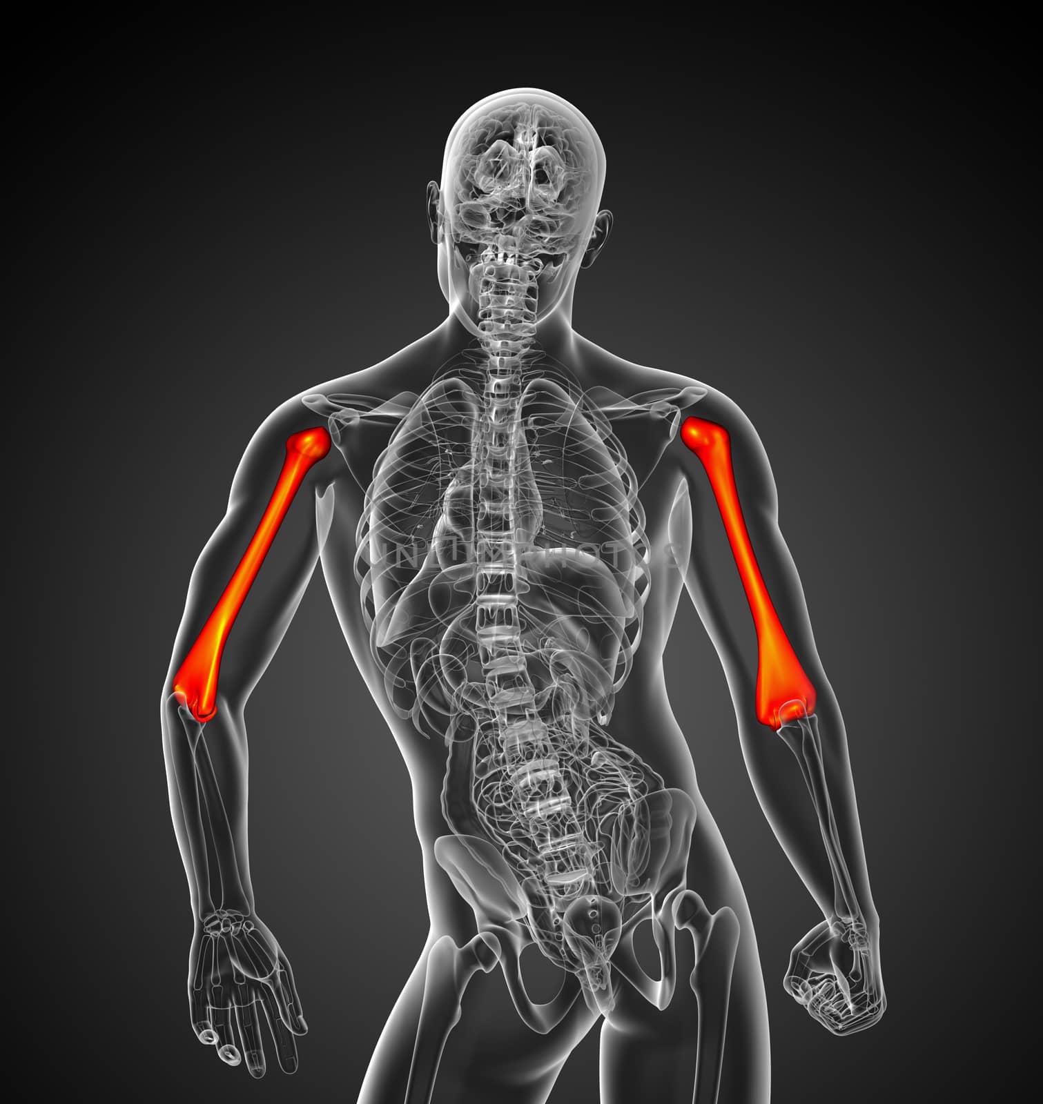 3d render medical 3d illustration of the humerus bone - back view