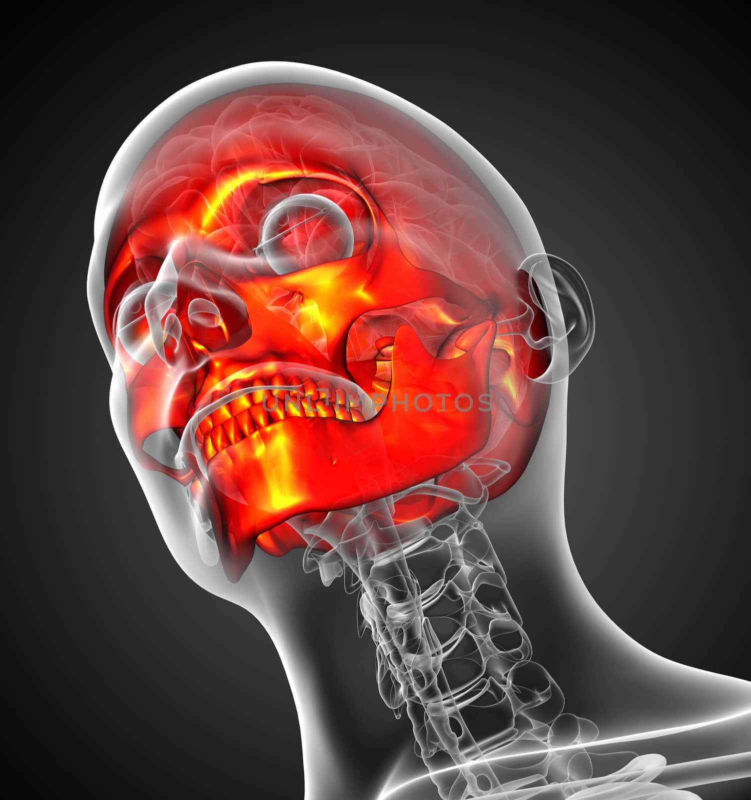 3d render medical illustration of the human skull - bottom view