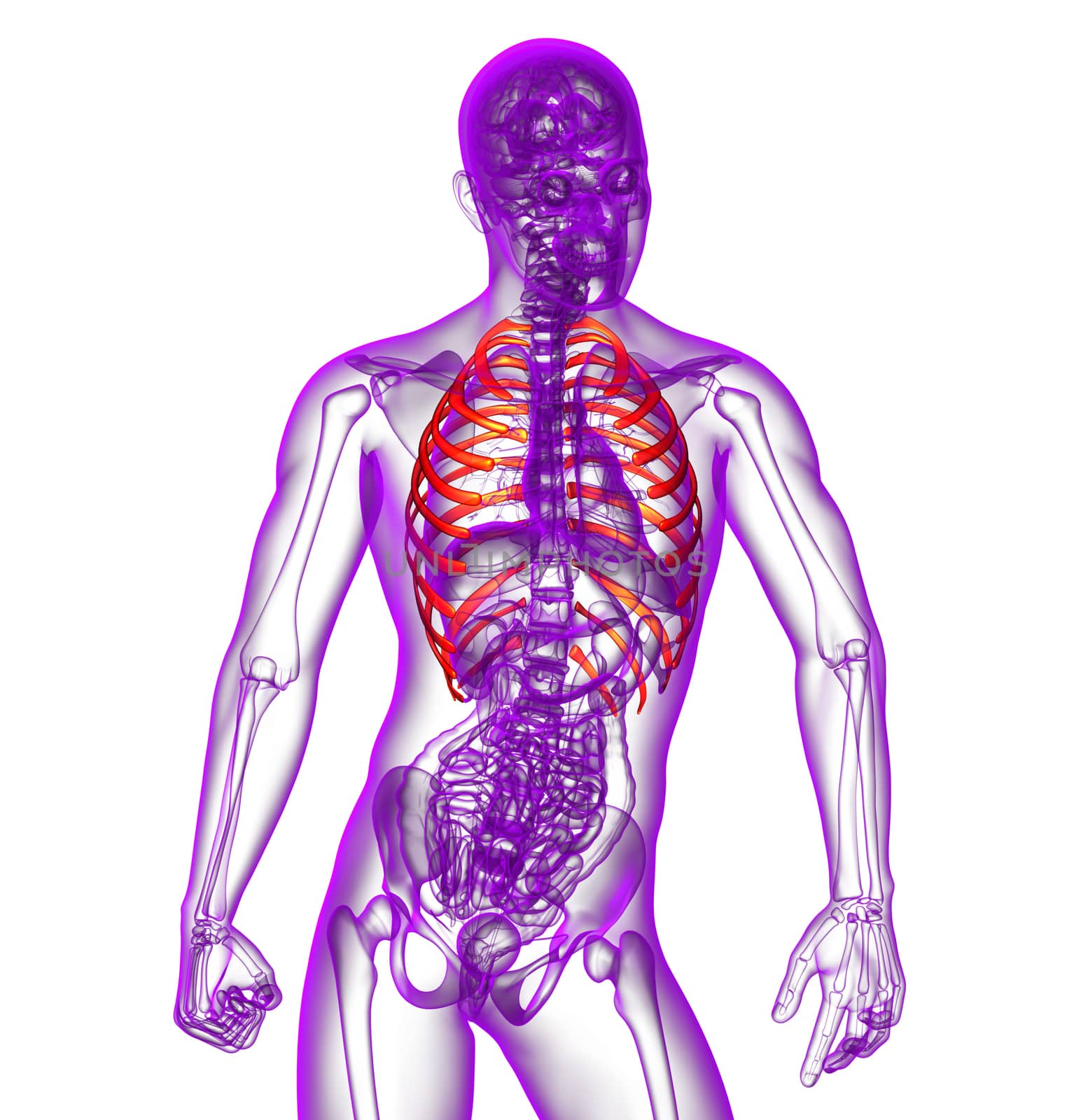 3d render medical illustration of the ribcage - front view