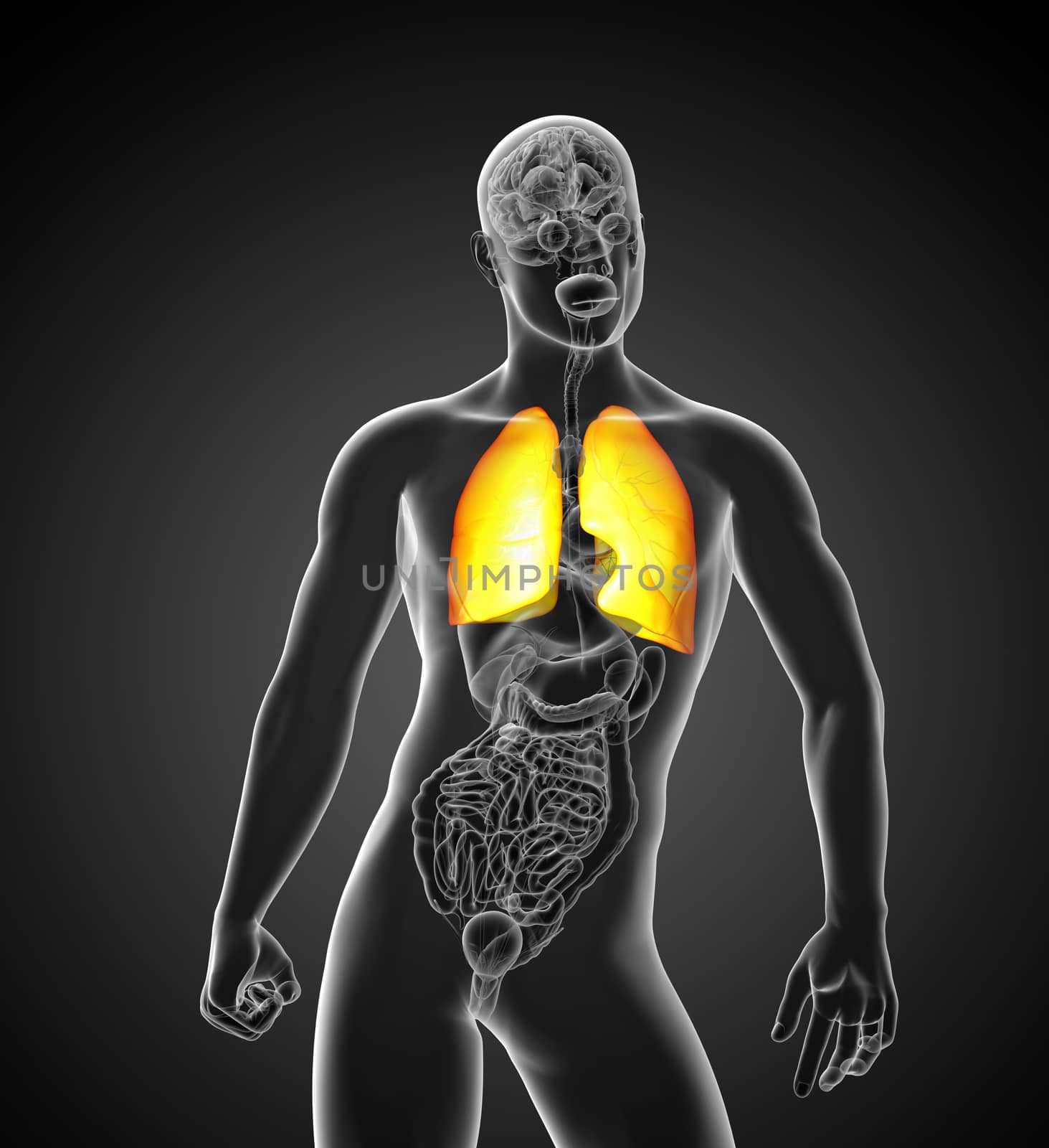 3d rendered illustration of lung - front view