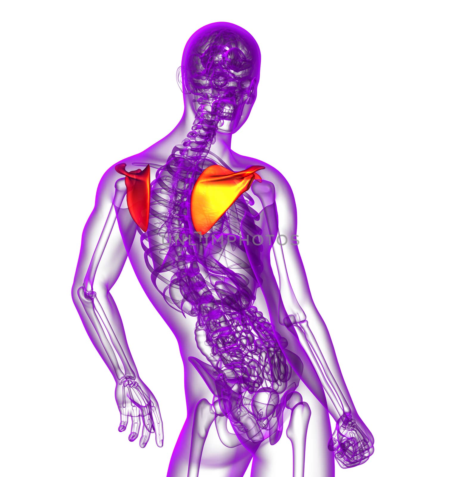 3d render medical illustration of the scapula bone - side view