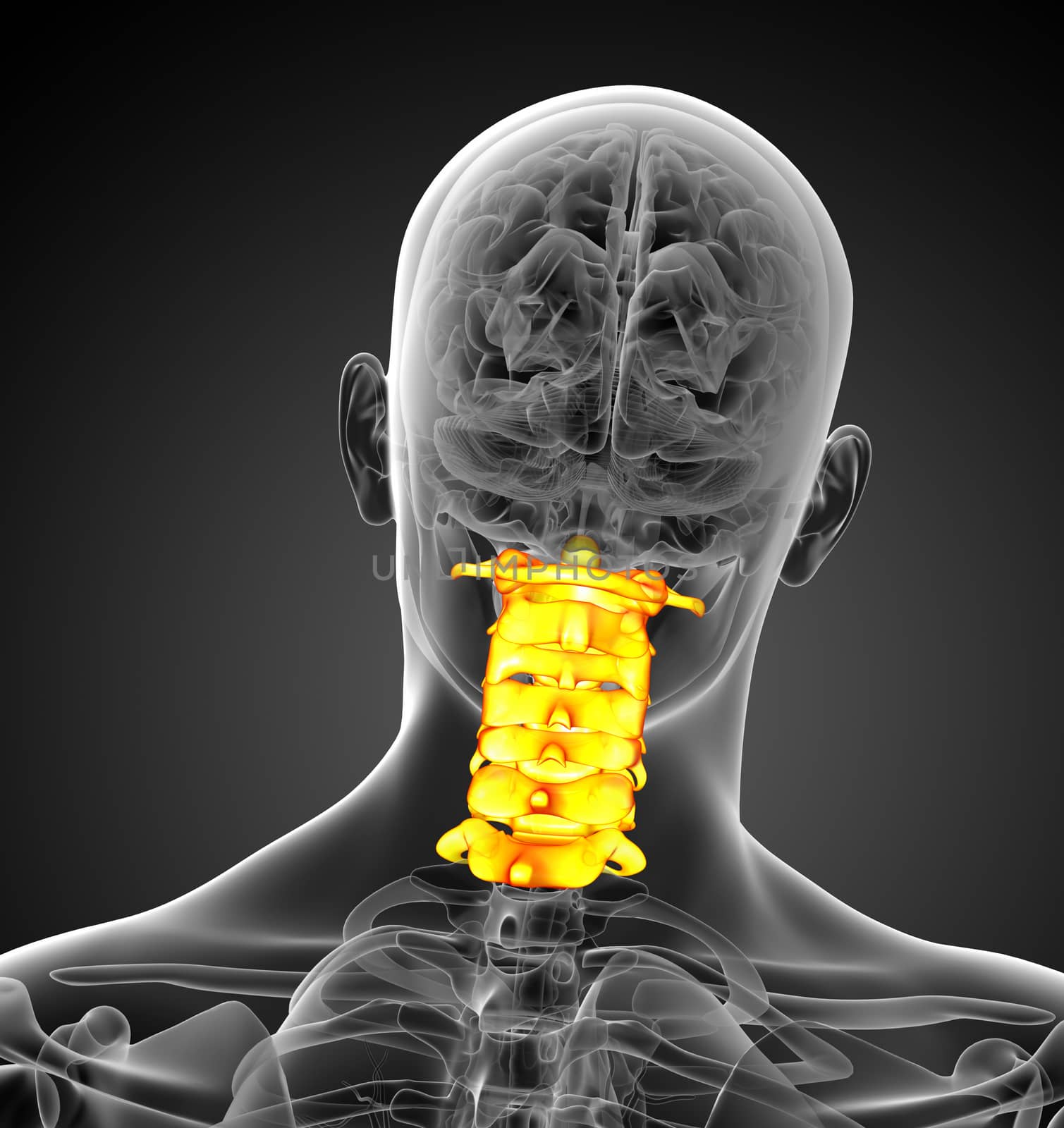 3d render medical illustration of the cervical spine - back view