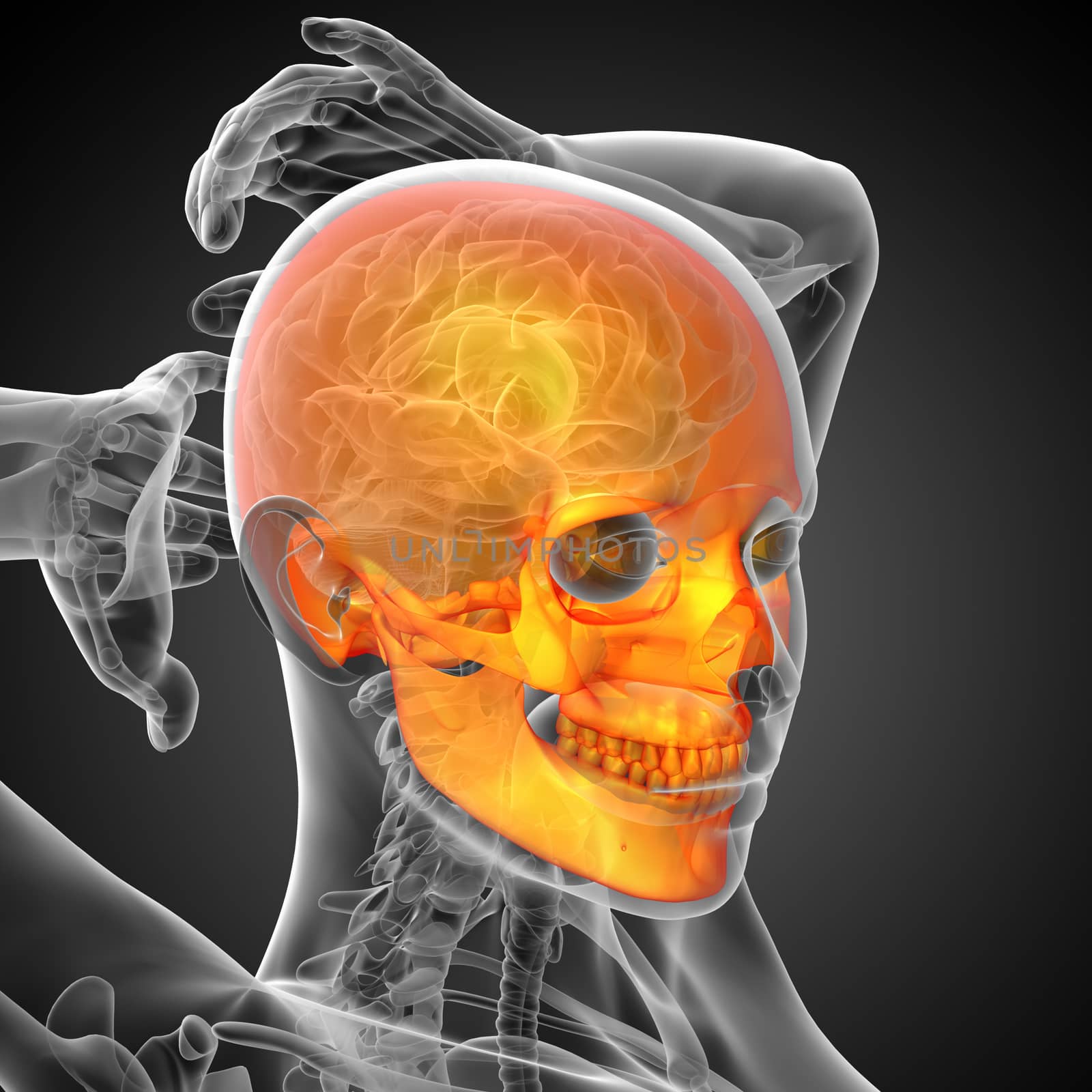 3d render medical illustration of the skull - side view