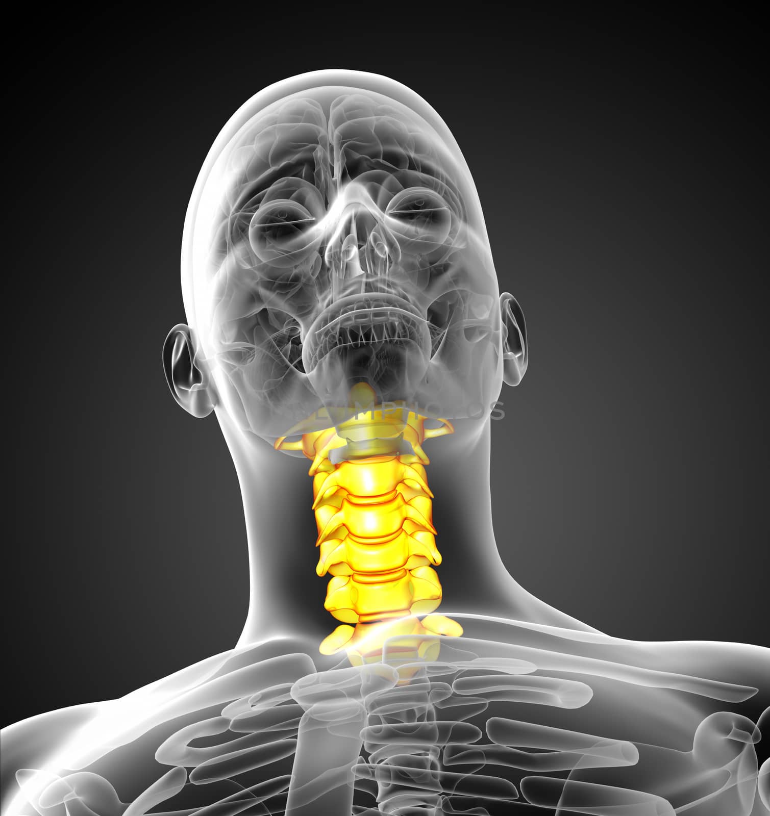 3d render medical illustration of the cervical spine - front view