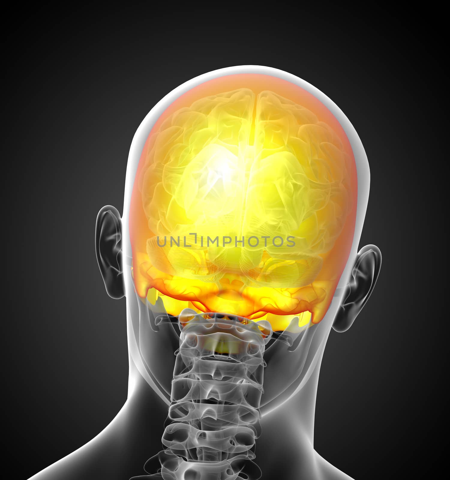 3d render medical illustration of the upper skull - back view