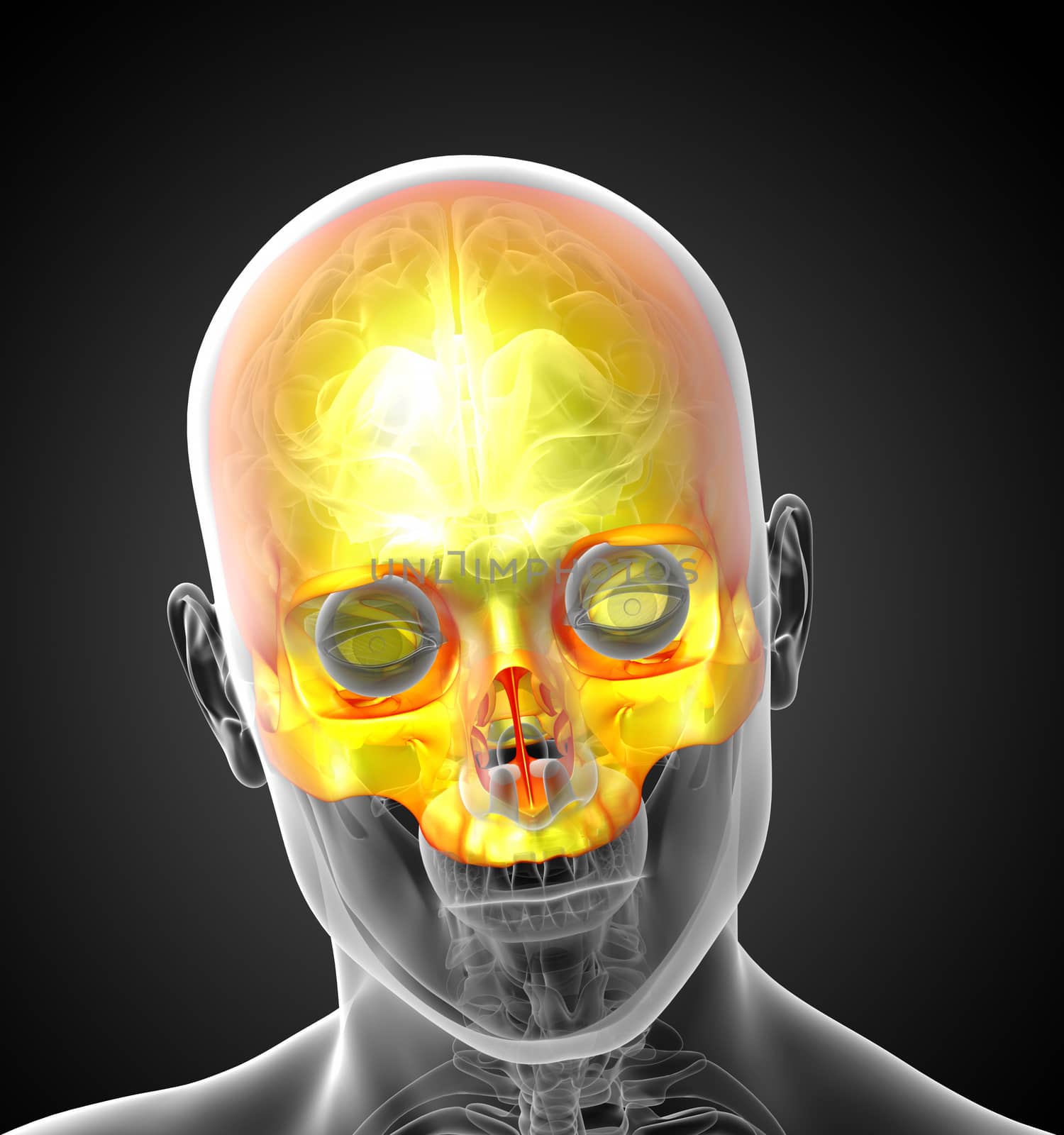 3d render medical illustration of the upper skull - front view