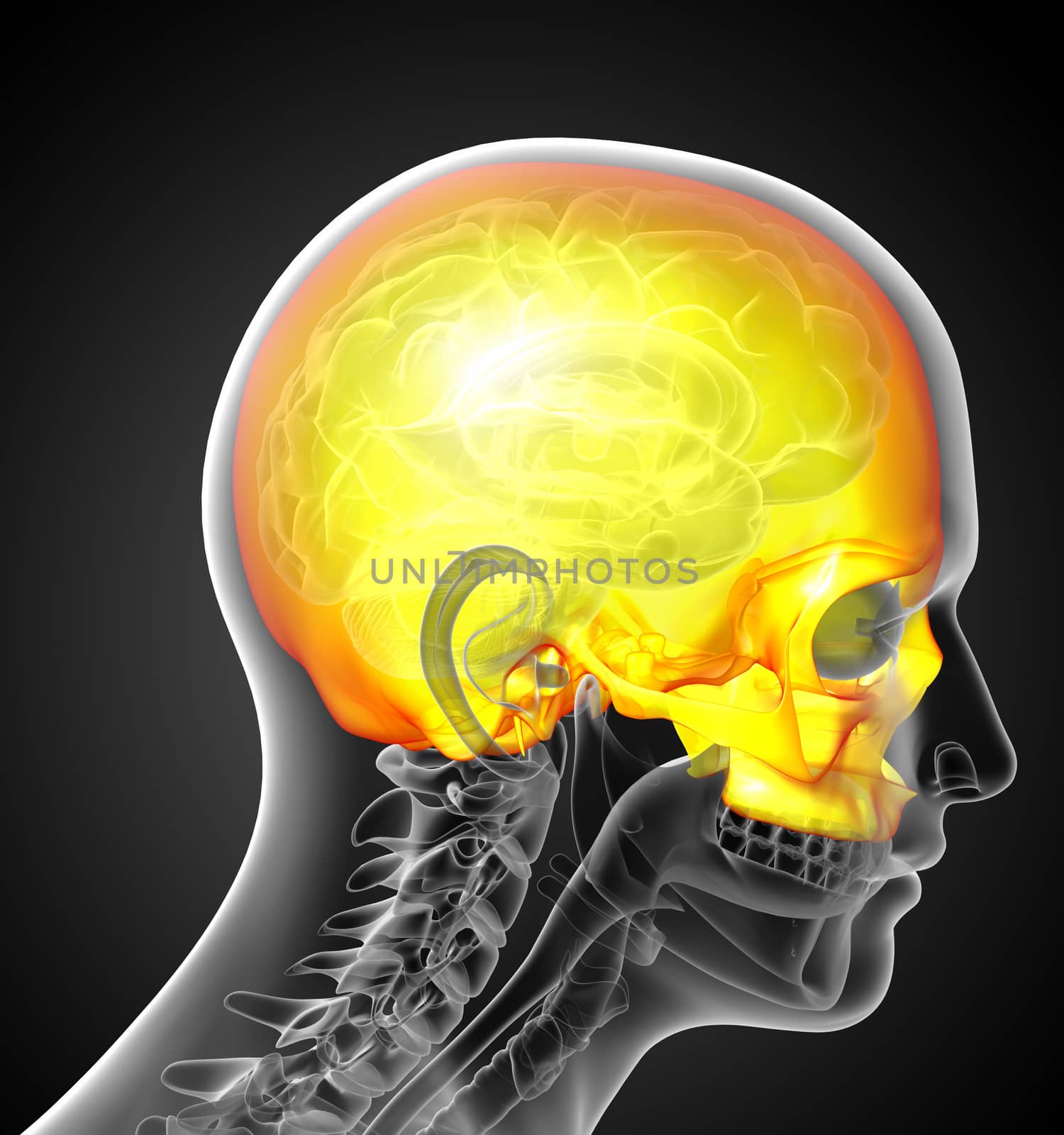 3d render medical illustration of the upper skull  by maya2008