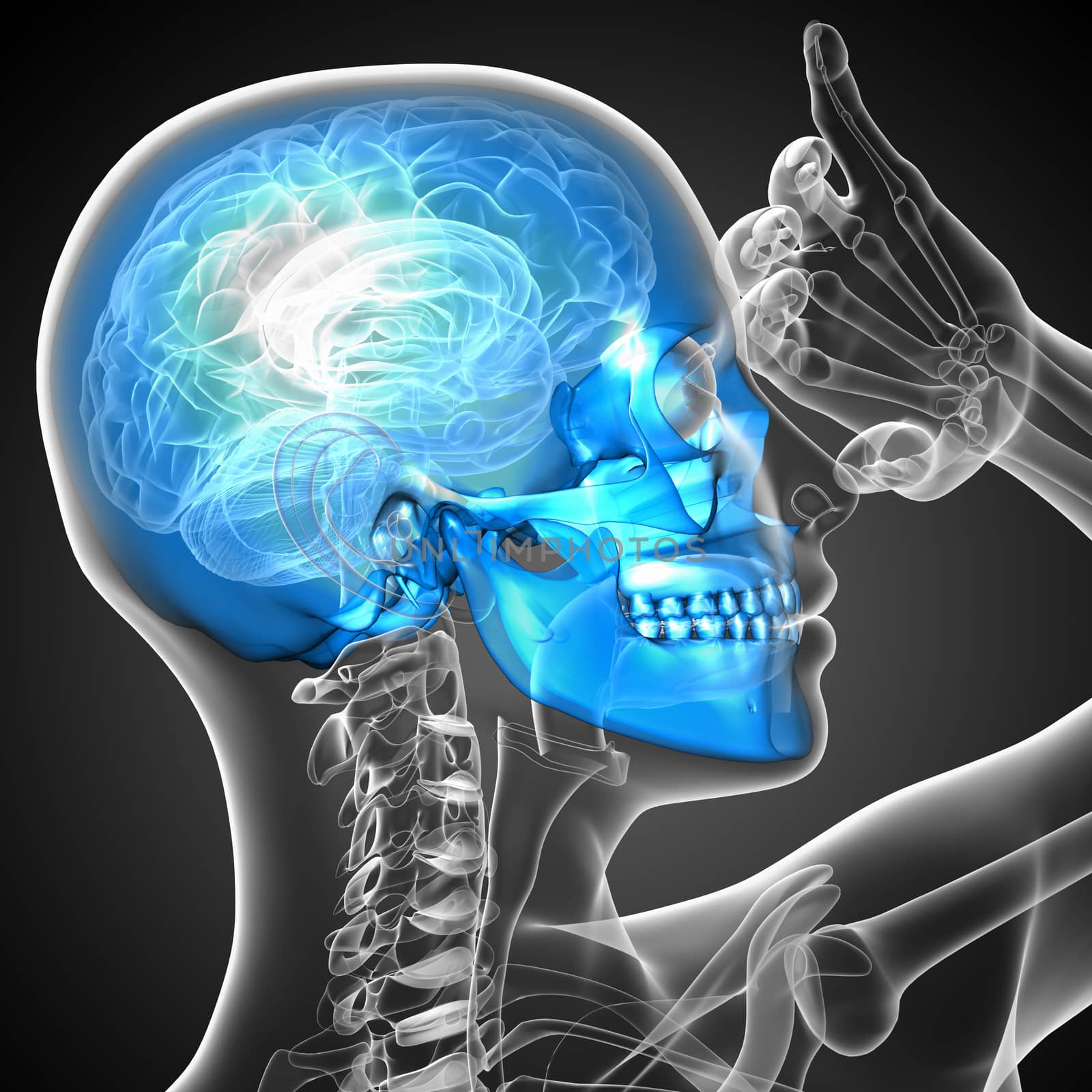 3d render medical illustration of the skull - side view