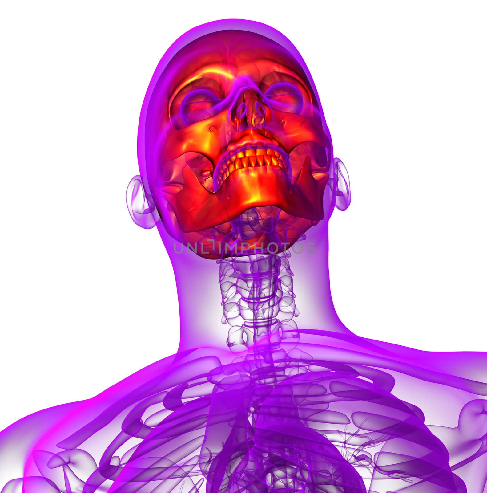 3d render medical illustration of the skull - bottom view