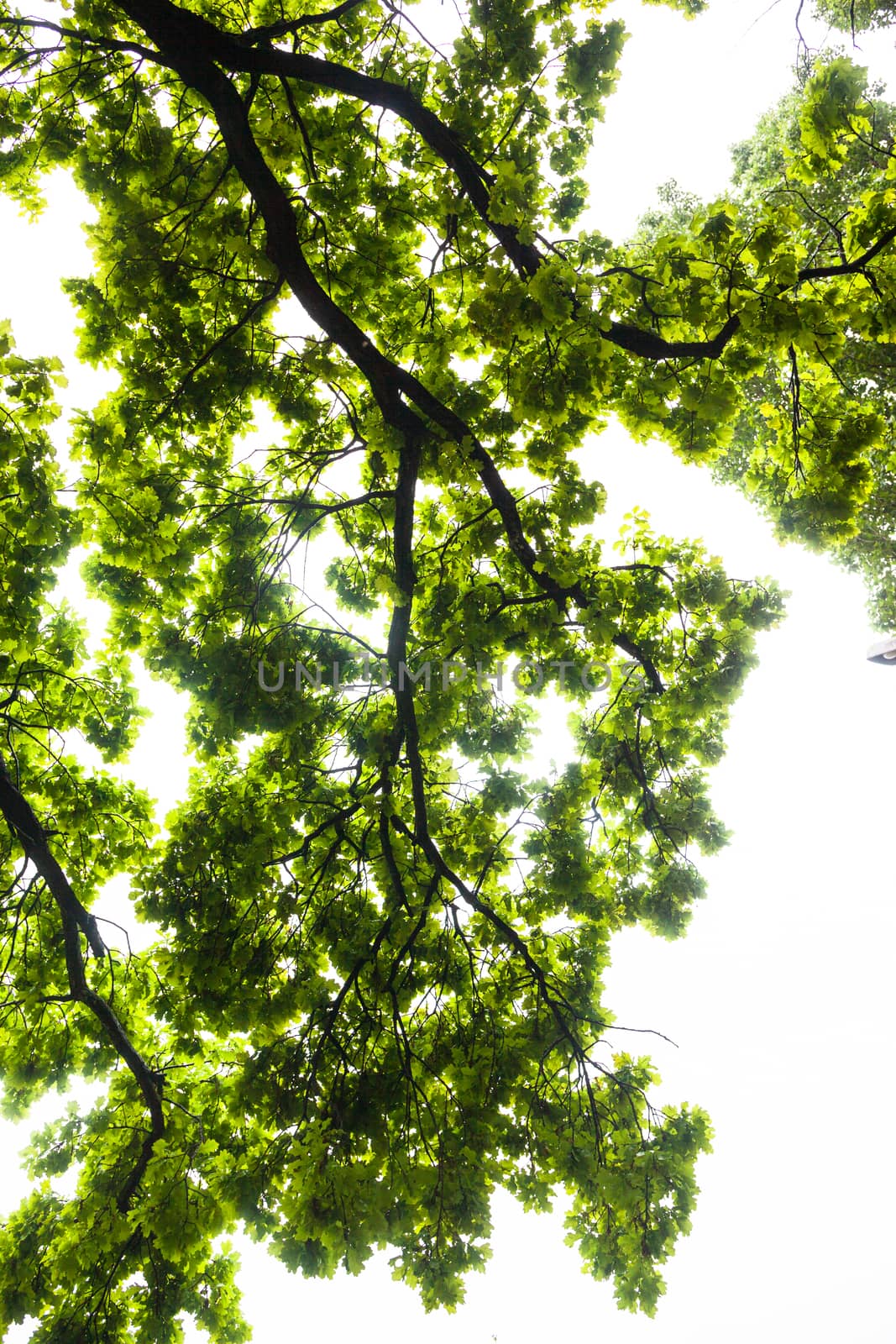 Green branches of the oak tree against the white sky background.