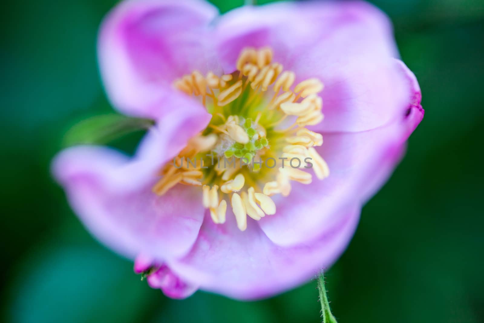 Pale pink flower of the dog rose by rootstocks