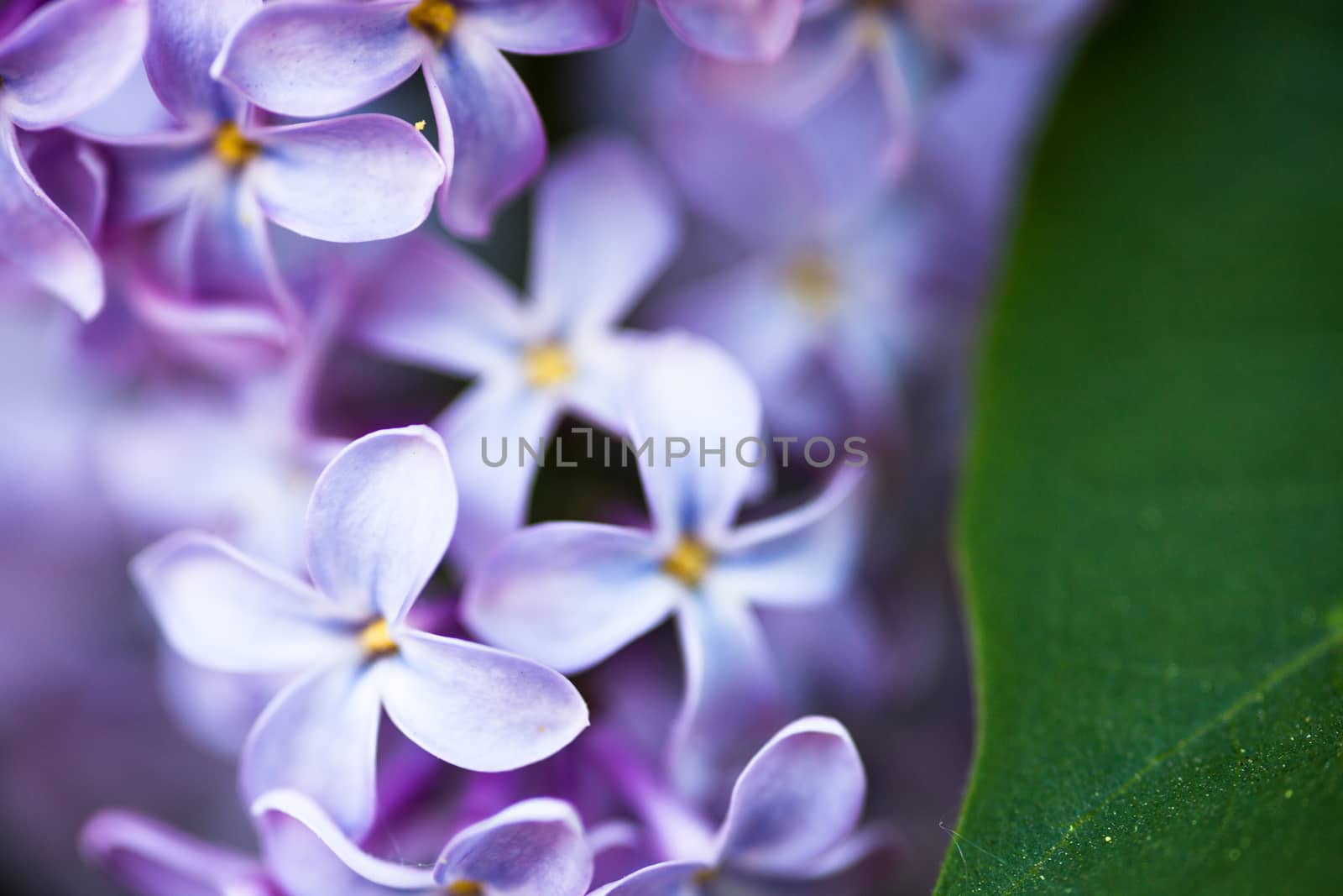Closeup of beautiful and delicate spring lilac flowers 