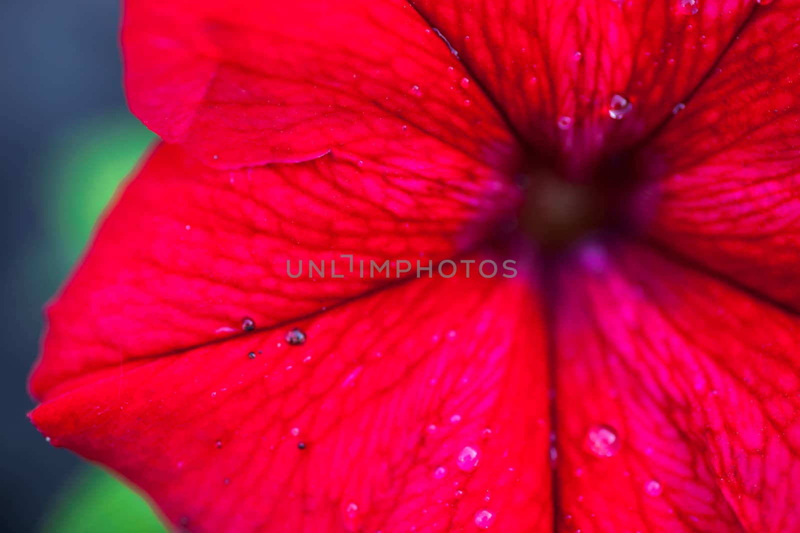 Closeup of the bright red Petunia flower with drops of dew.