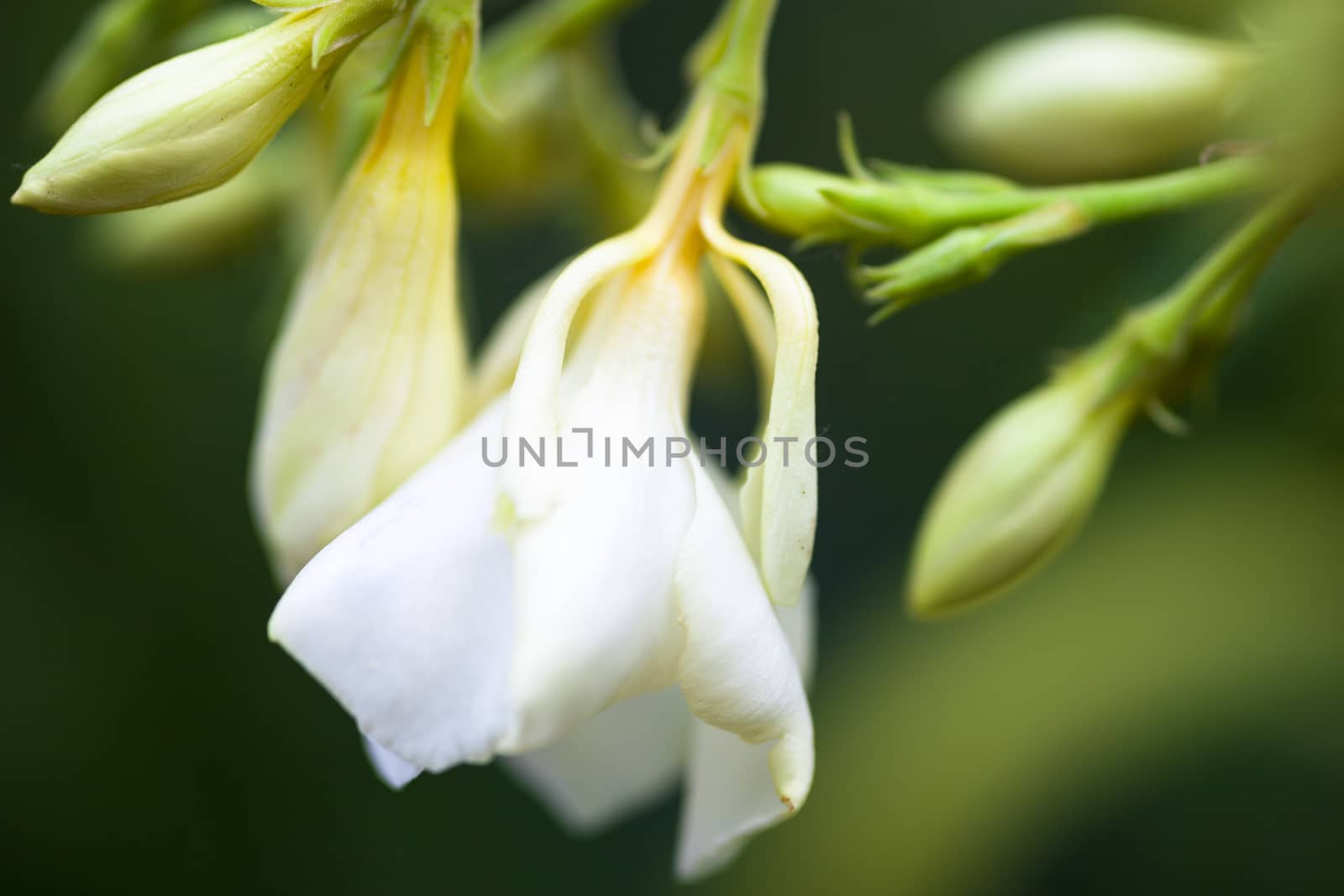 White flowers and buds of the Nerium oleander. Close up.