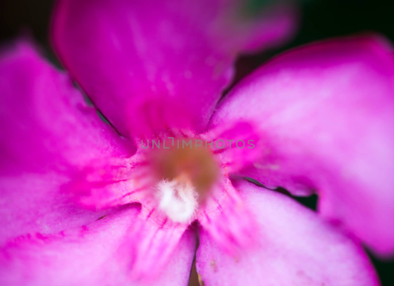 Nerium oleander pink flower by rootstocks