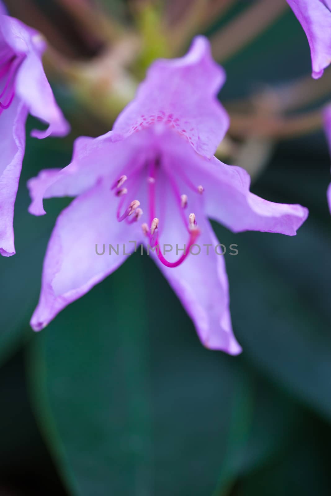 Rhododendron purple flower by rootstocks