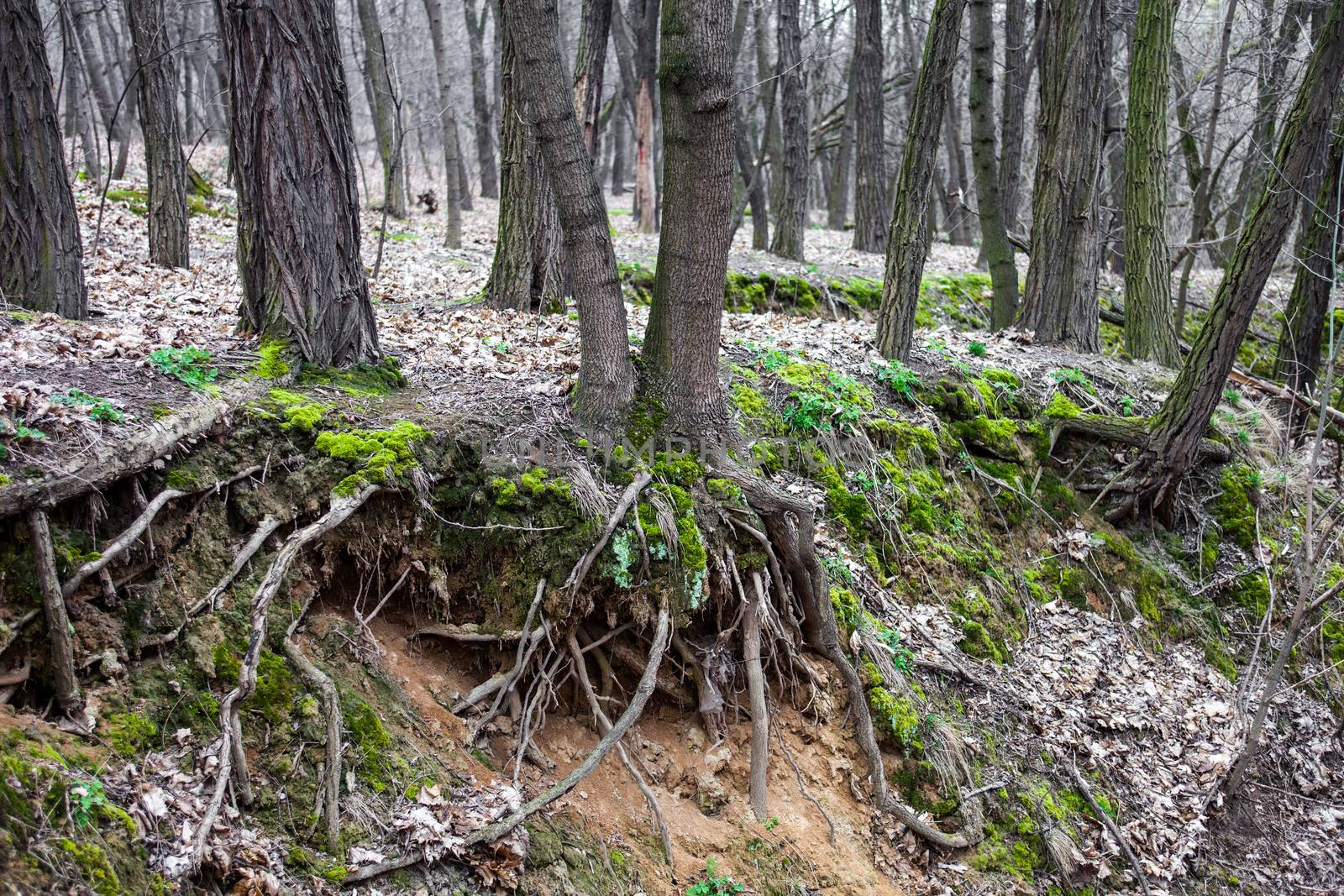 Tree trunks and tree roots in a leafless forest by rootstocks