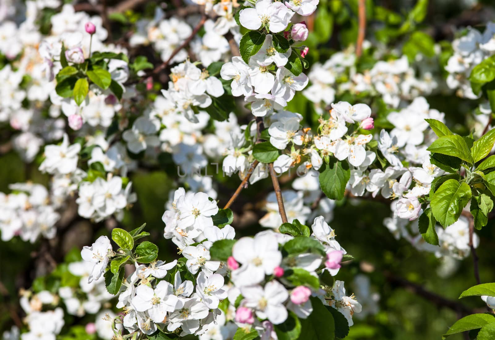 Blooming branches of the apple tree in spring