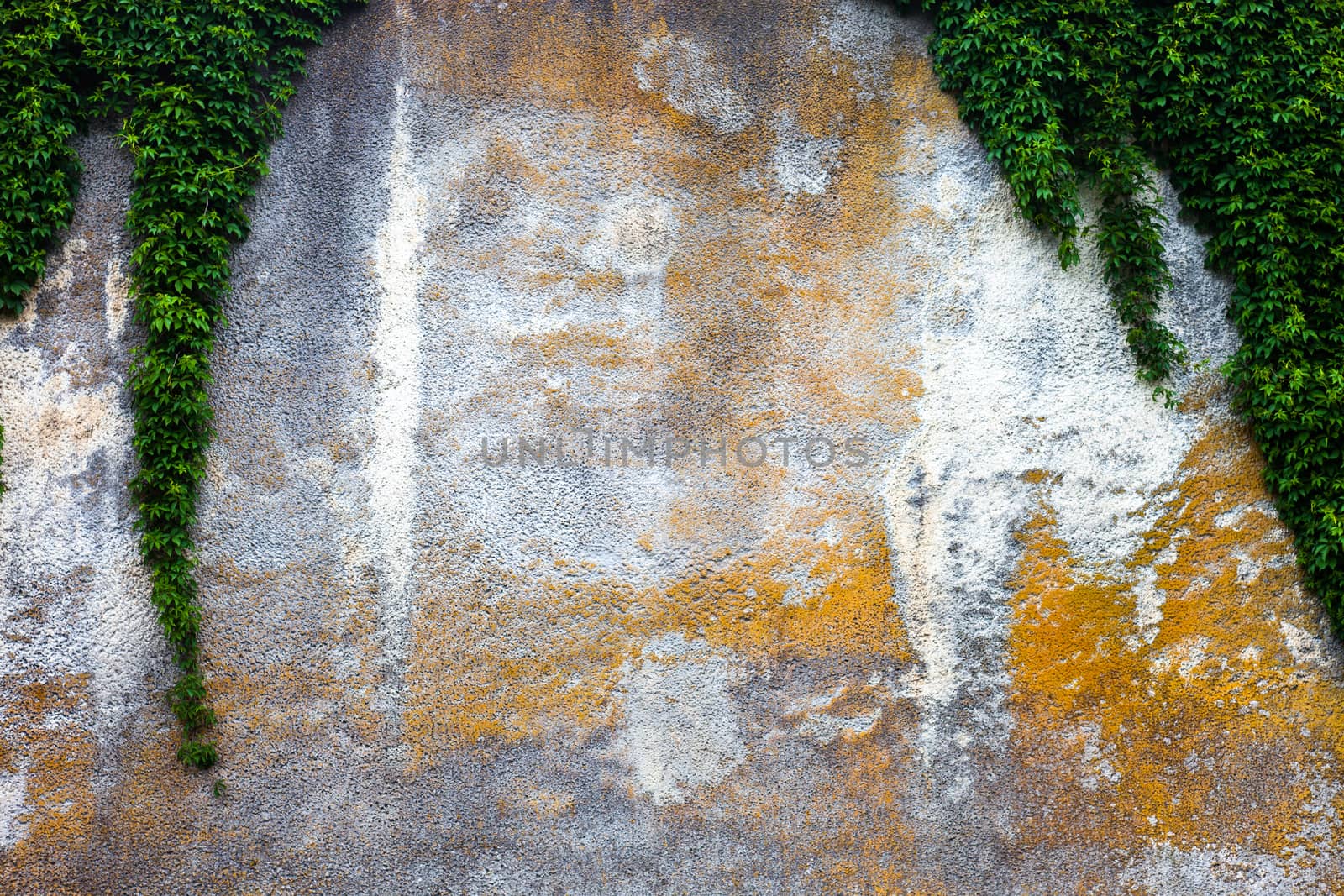 Old concrete wall with the green ivy