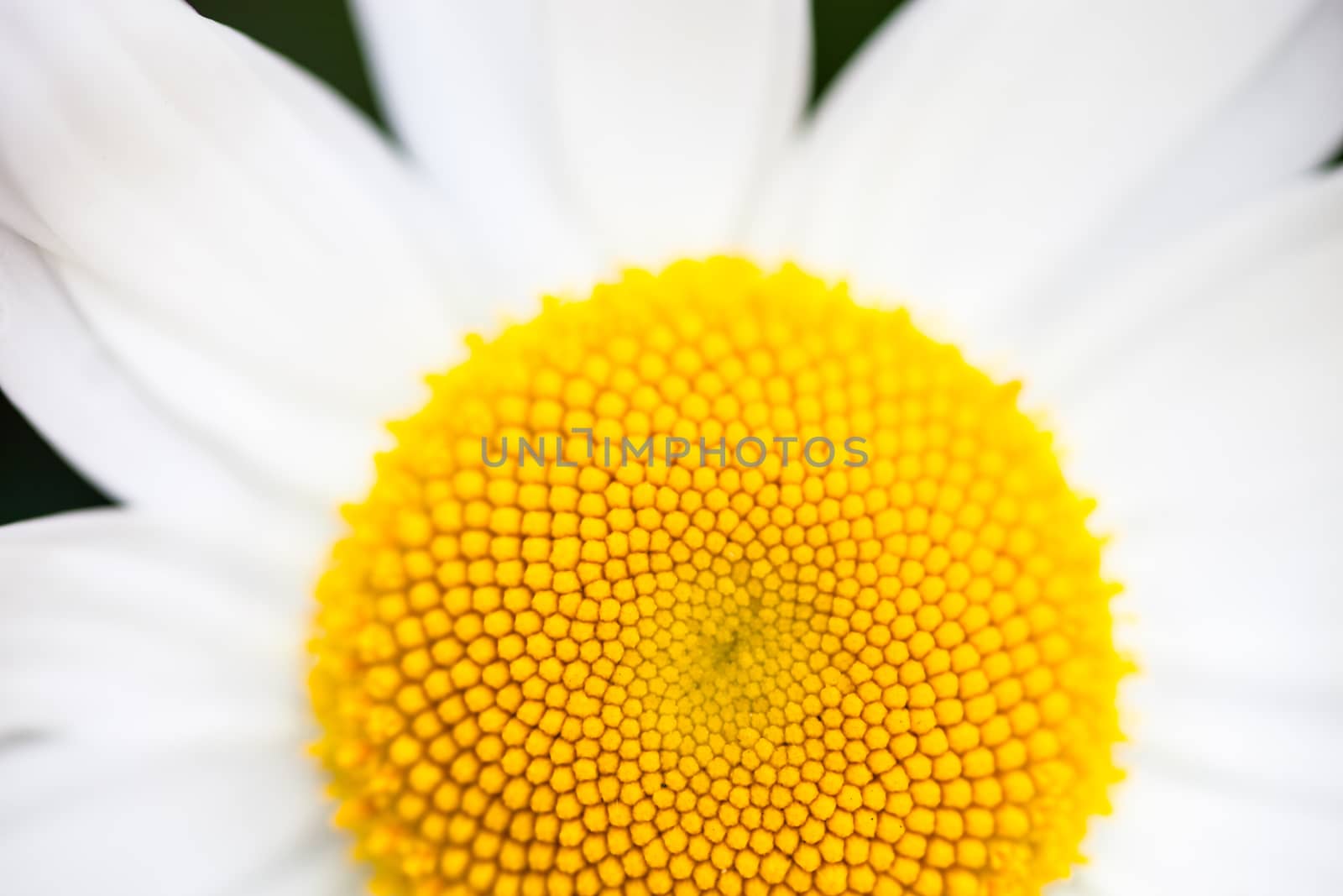 Closeup of the blooming oxeye daisy (Leucanthemum vulgare)