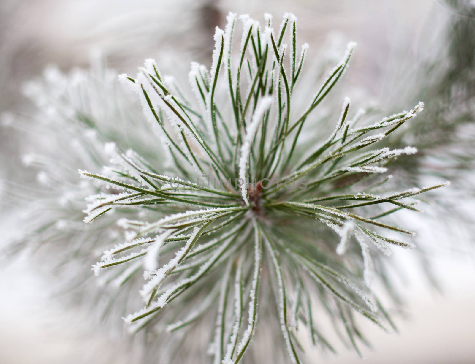 Coniferous branches covered with hoarfrost. Close up.