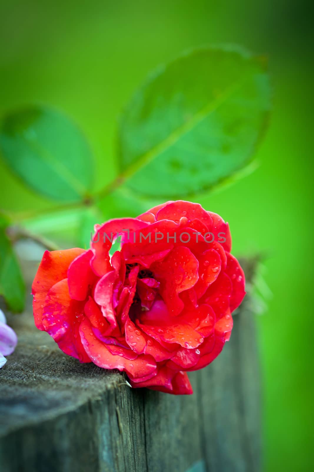 Close-up of bright colorful red rose flower