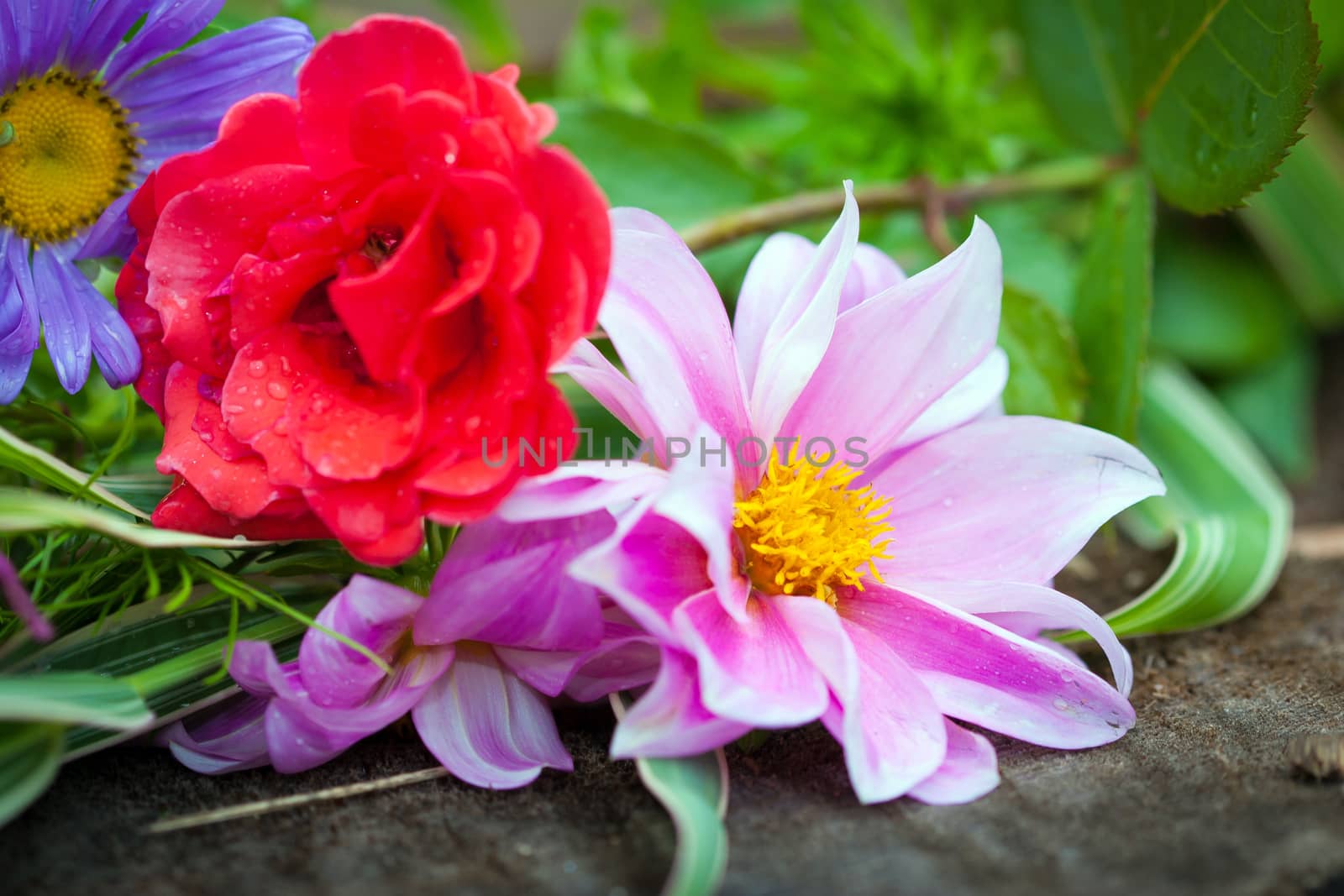 Close-up of bright colorful garden flowers