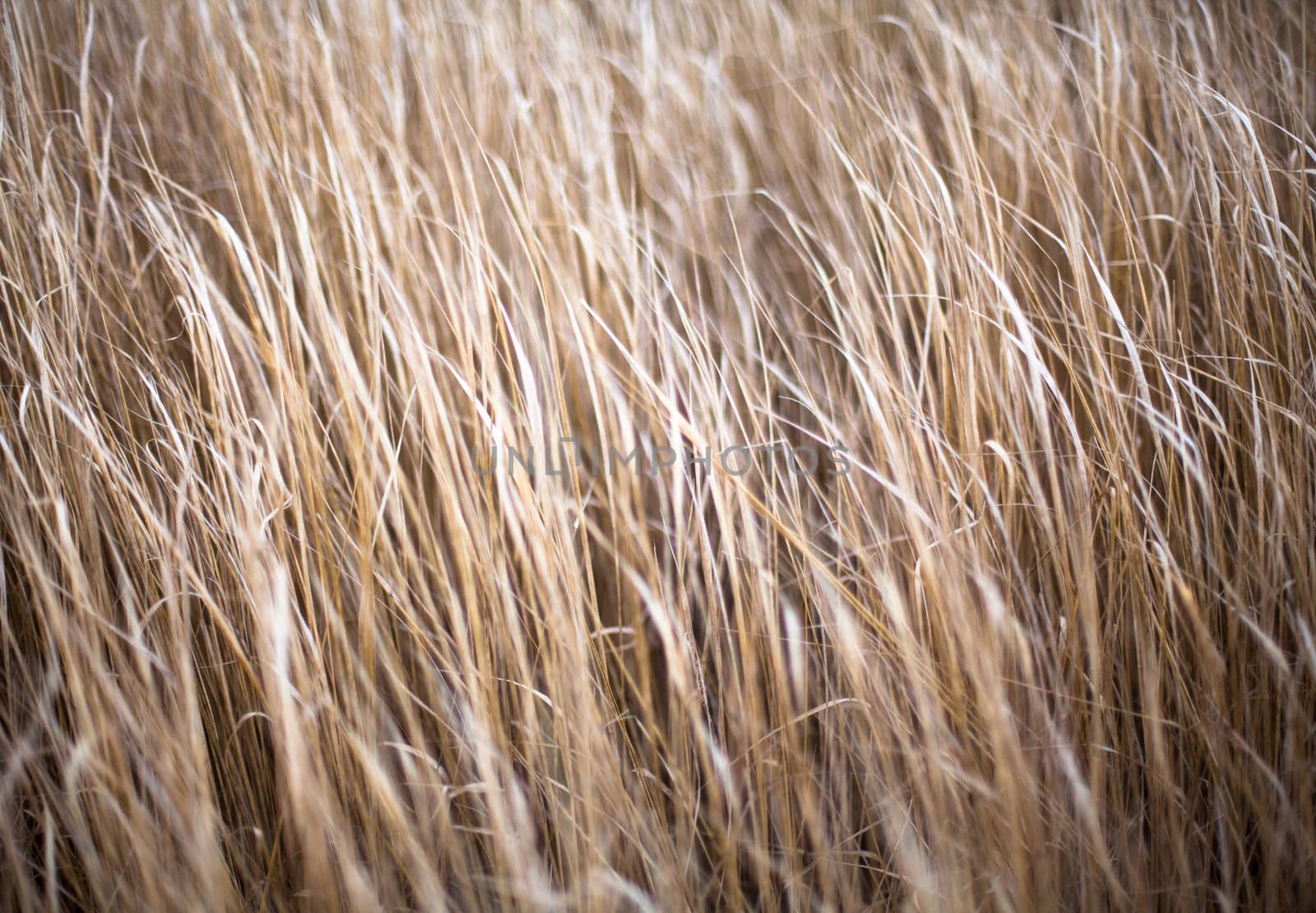 Unmown dry grass in the field. Close up.