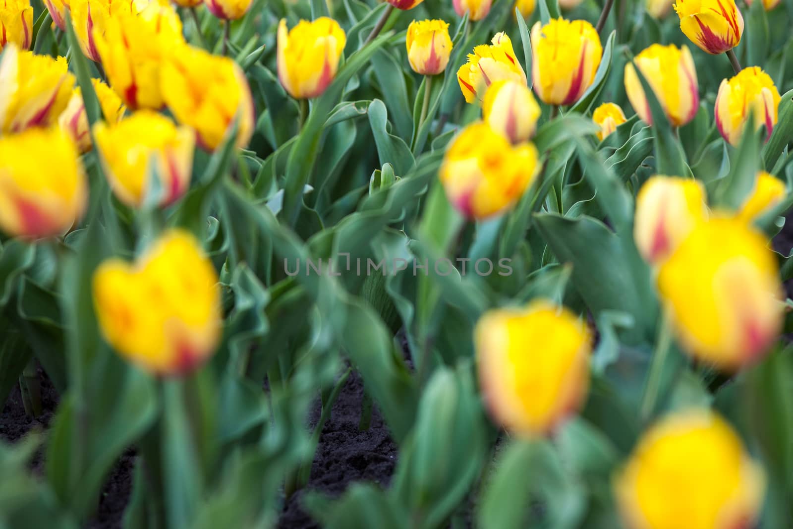 Flowerbed with lots of blooming yellow tulips