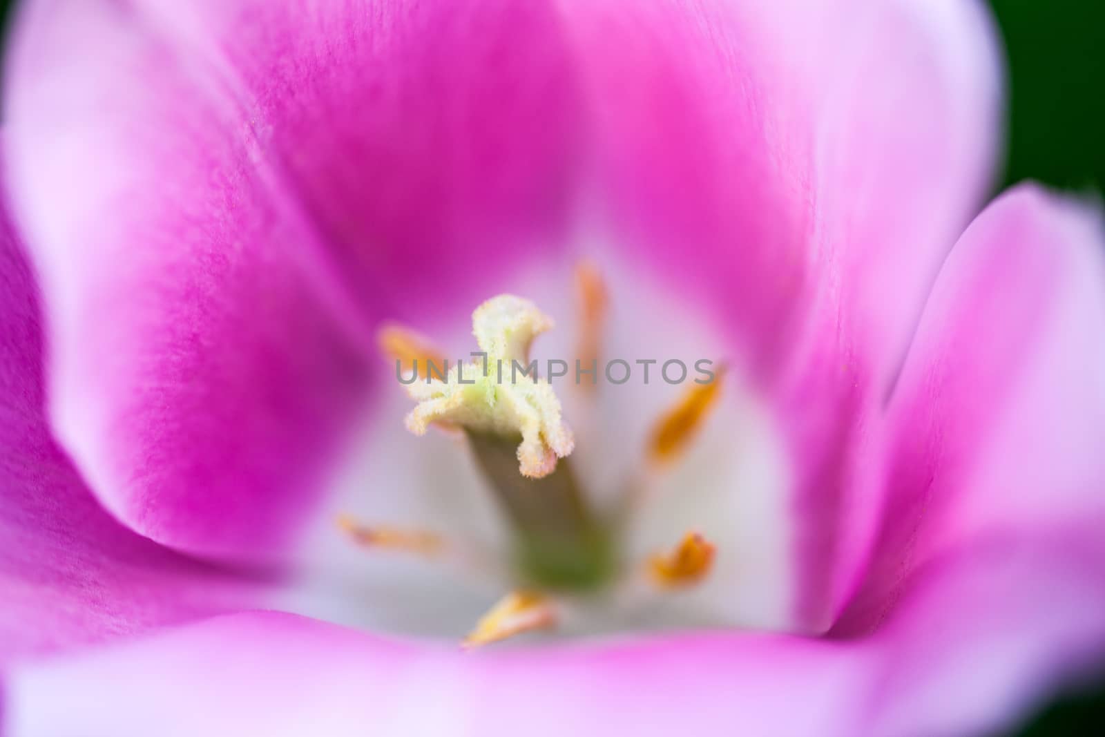 Closeup of the blooming pink tulip flower by rootstocks