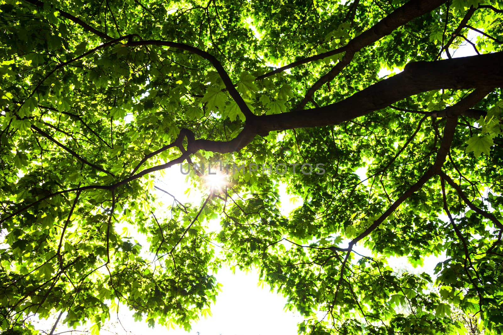 Silhouette of green maple tree against the shining sun.