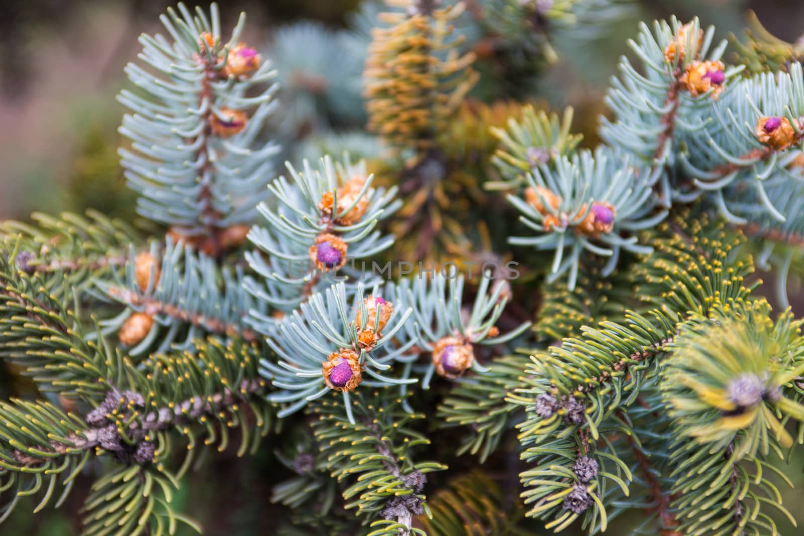 Evergreen branches of the Colorado blue spruce with young pink cones.