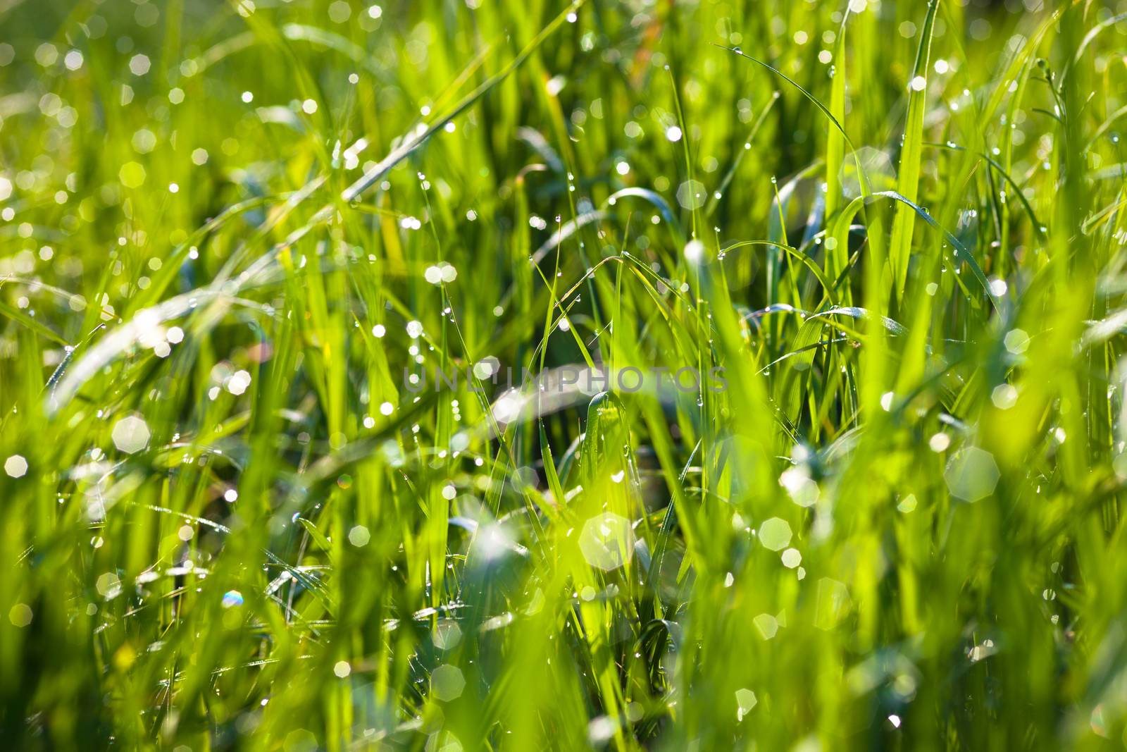 Dew drops on the green grass shining in the sun