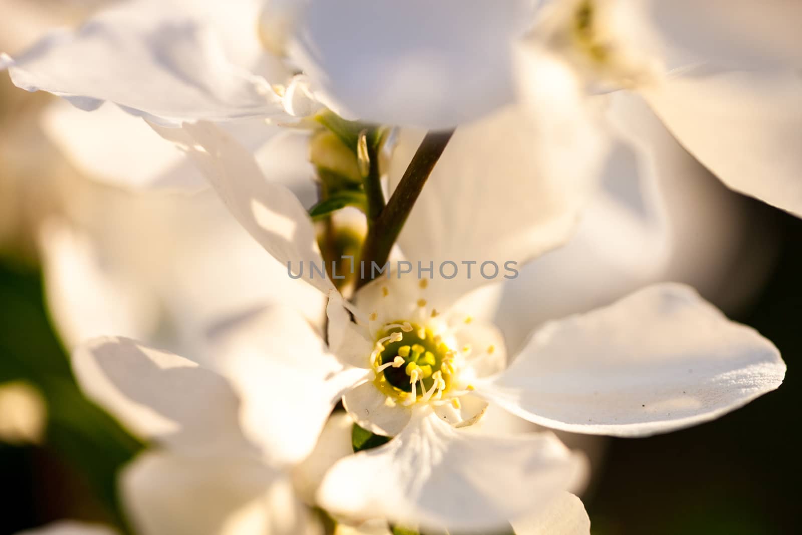 Close up of the pear tree flowers by rootstocks