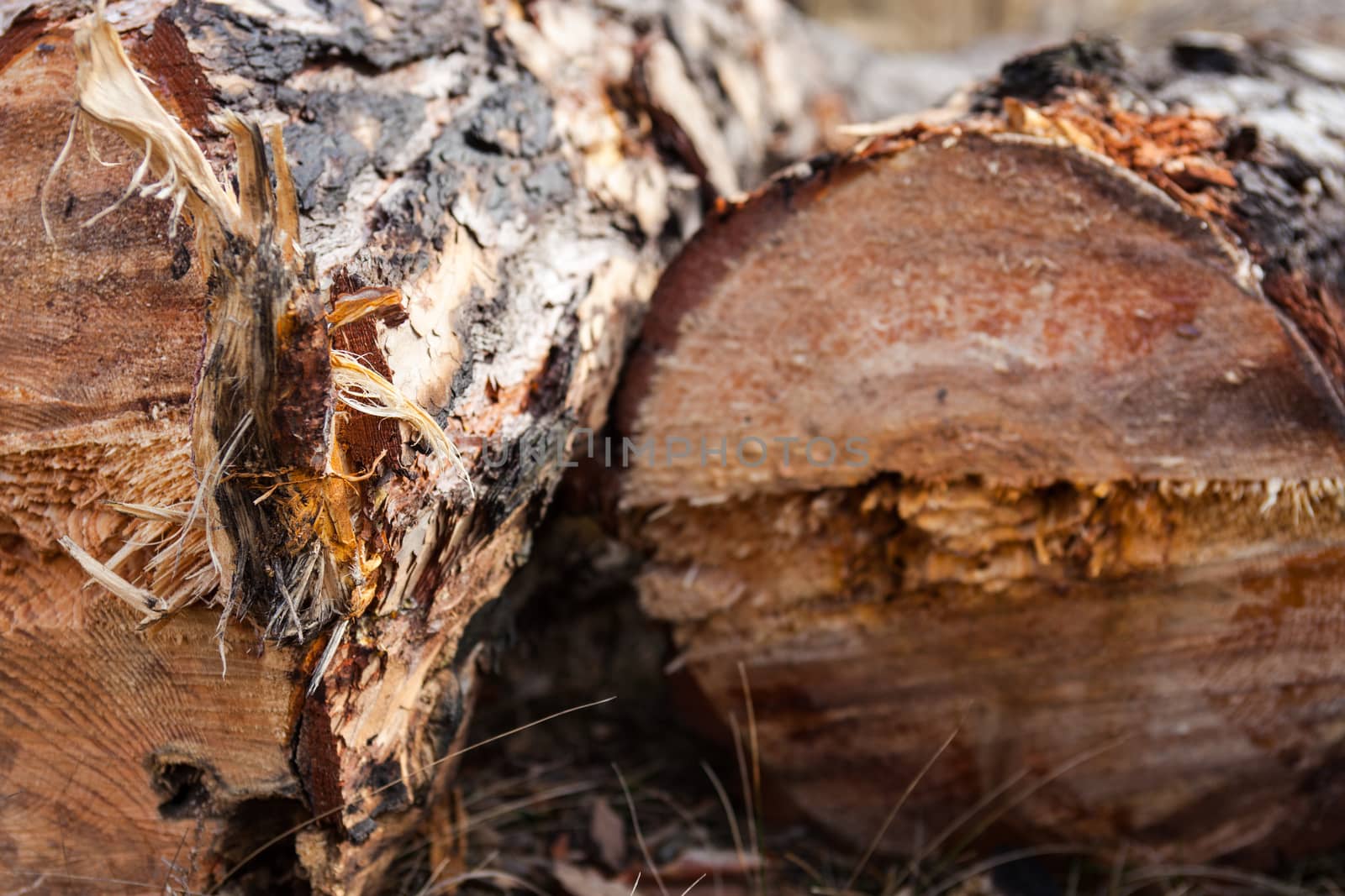 Close up of cut pine logs in the forest by rootstocks
